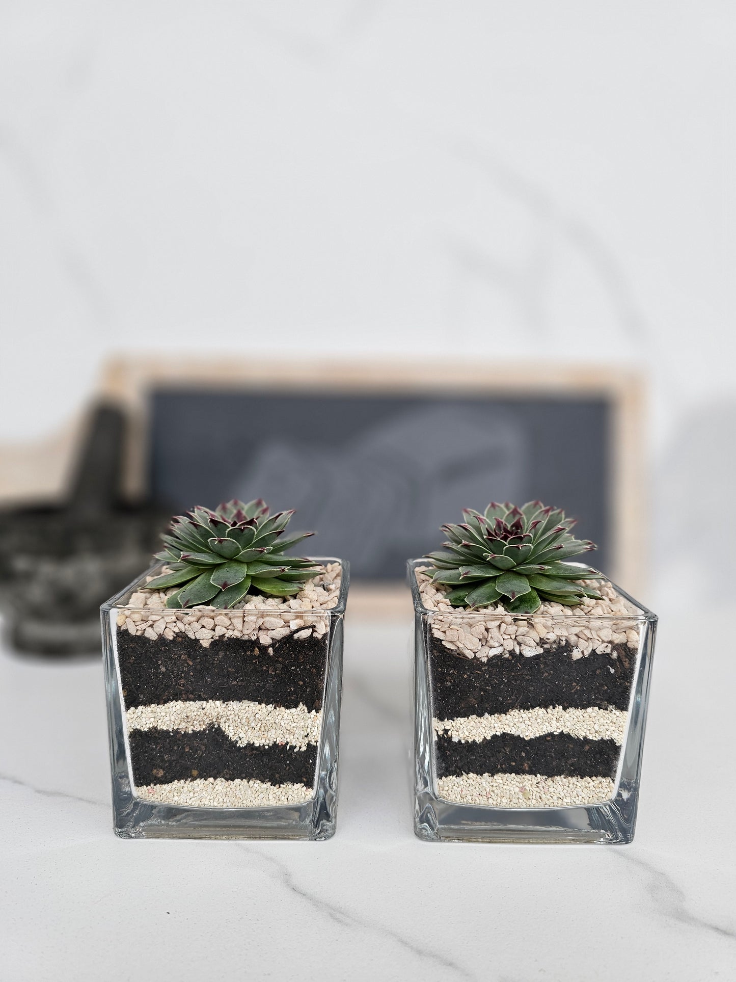 Layered Sempervivum Succulent Arrangement in Glass Planter – Live Plant