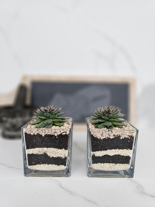 Layered Sempervivum Succulent Arrangement in Glass Planter – Live Plant