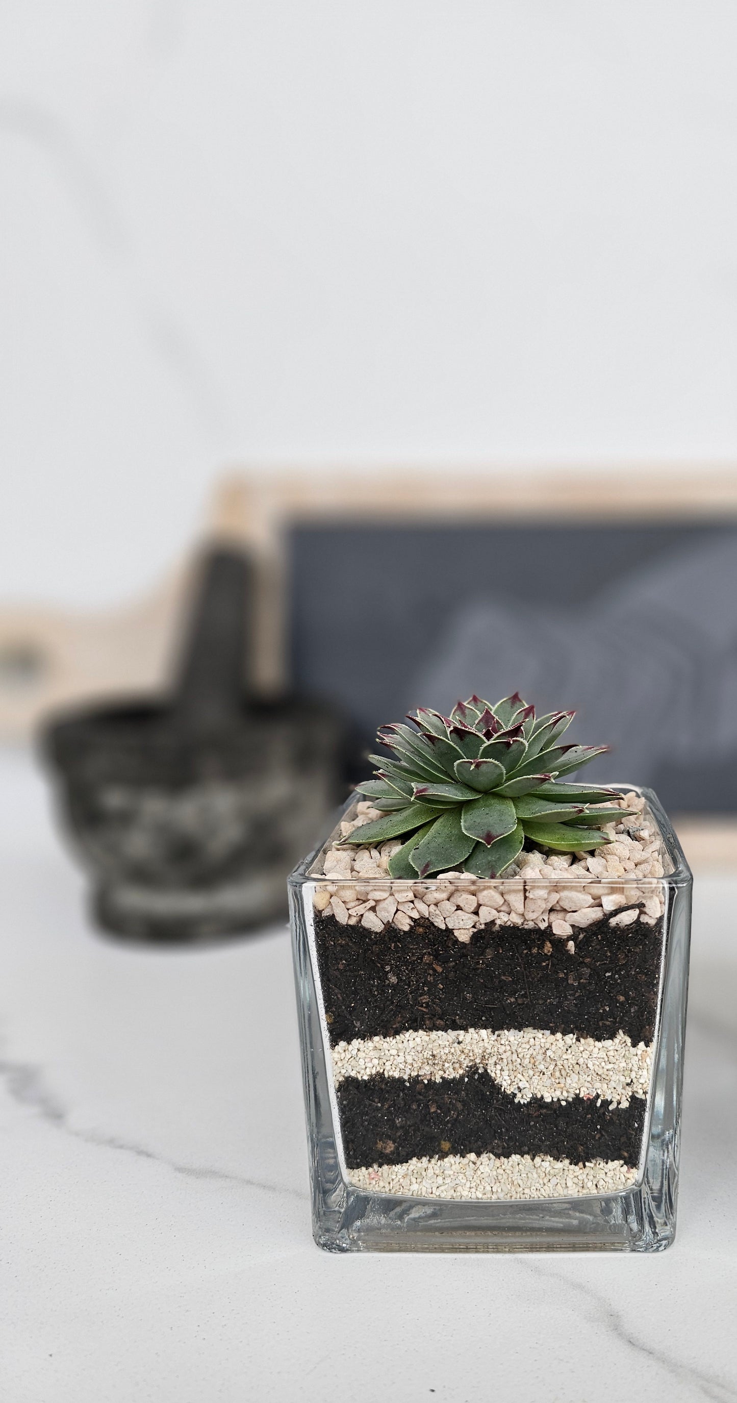 Layered Sempervivum Succulent Arrangement in Glass Planter – Live Plant