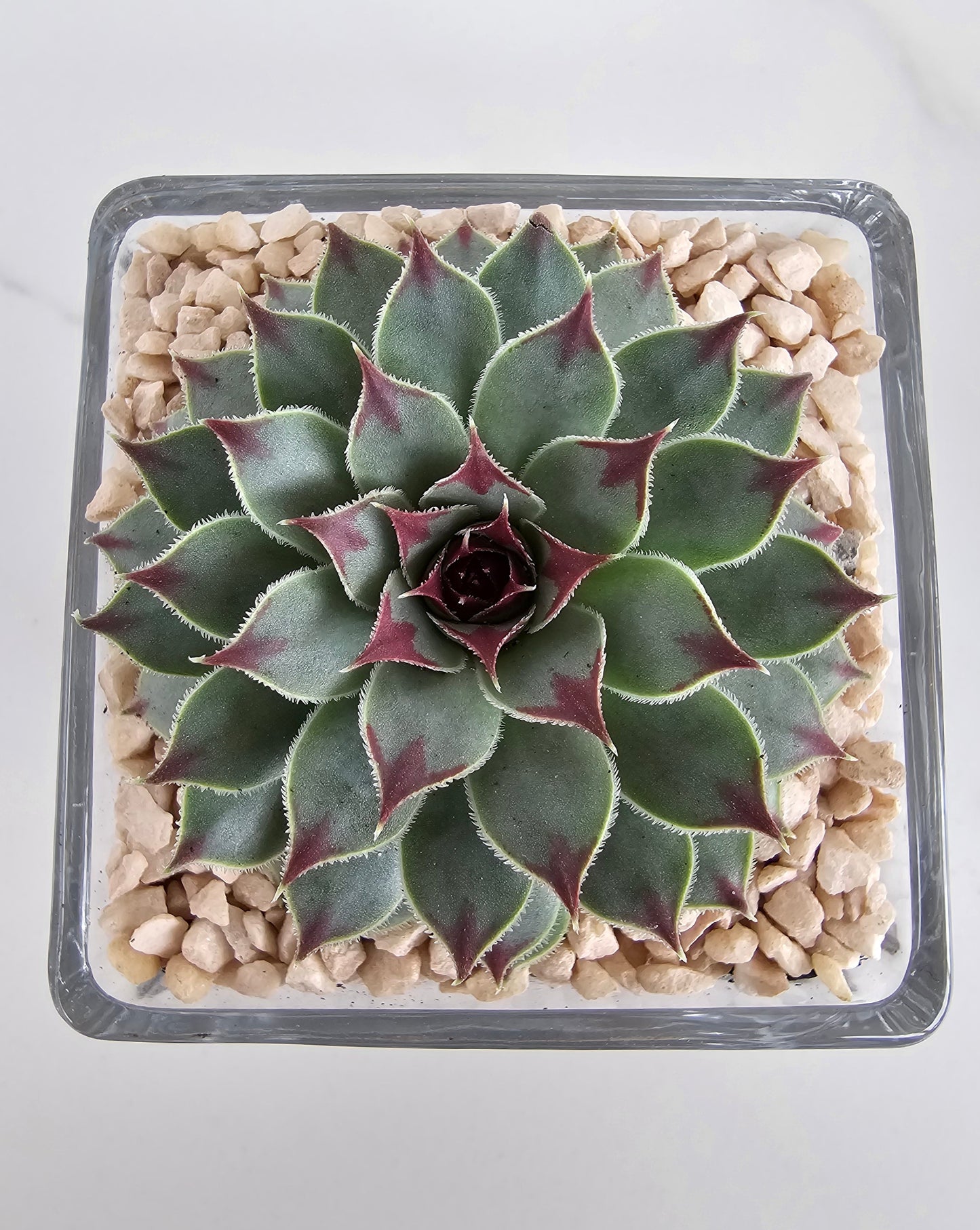 Layered Sempervivum Succulent Arrangement in Glass Planter – Live Plant