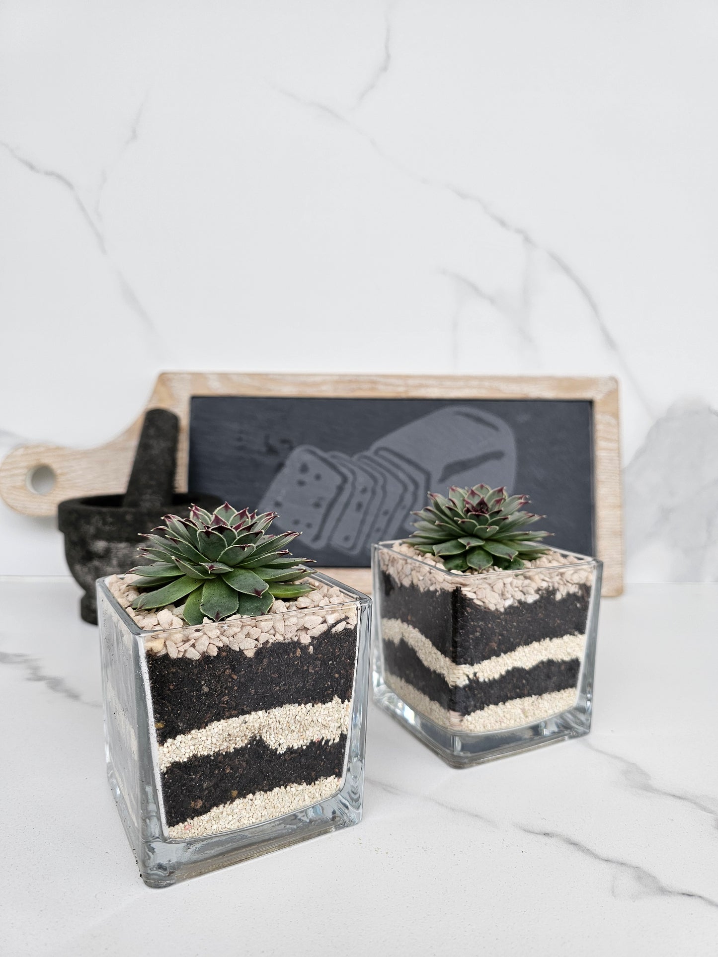 Layered Sempervivum Succulent Arrangement in Glass Planter – Live Plant