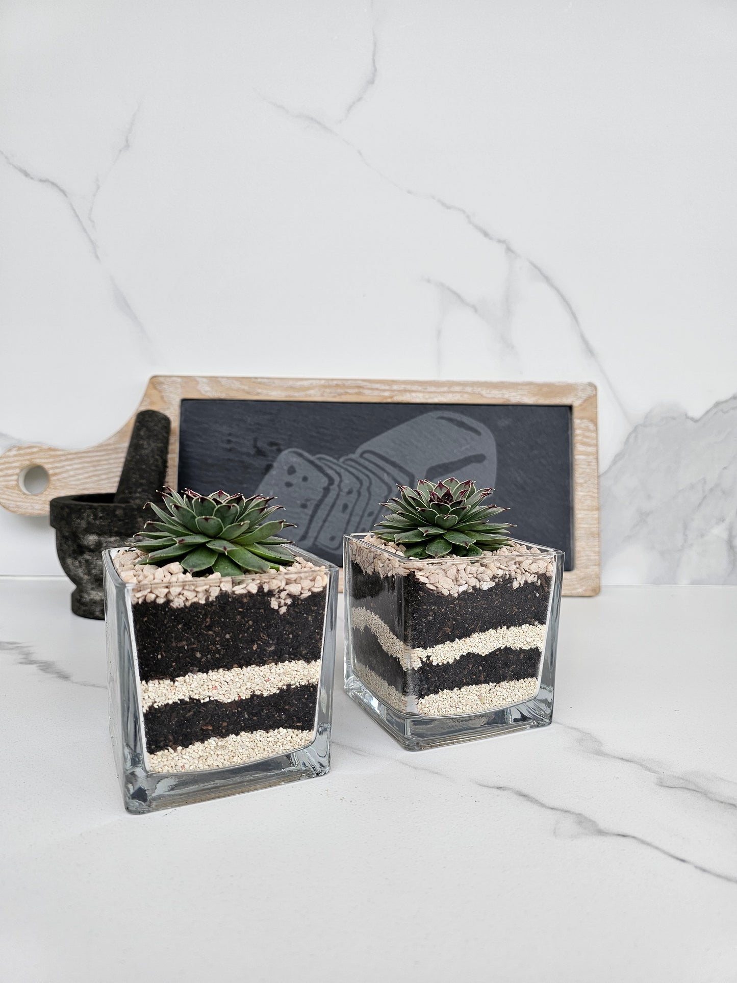 Layered Sempervivum Succulent Arrangement in Glass Planter – Live Plant