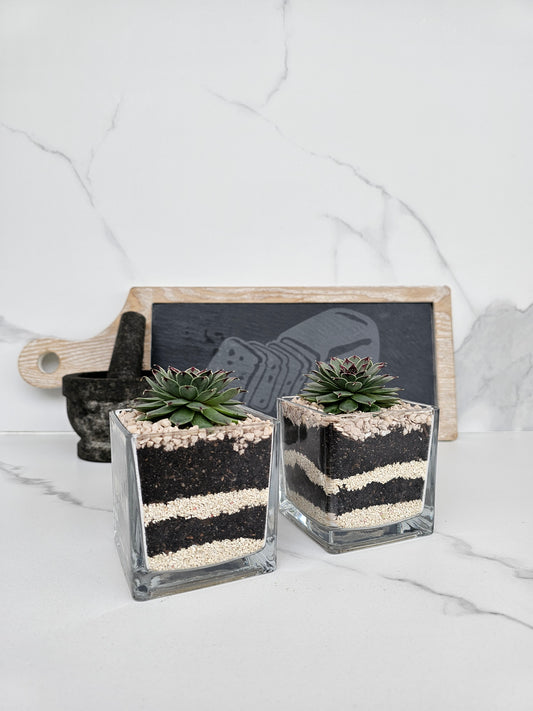 Layered Sempervivum Succulent Arrangement in Glass Planter – Live Plant