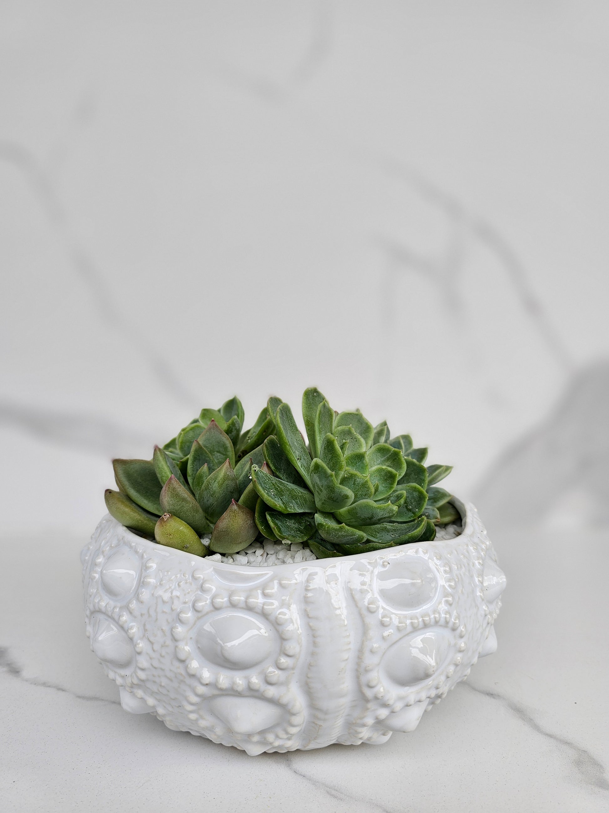 Luxury succulent arrangement in white ceramic sea urchin textured pot