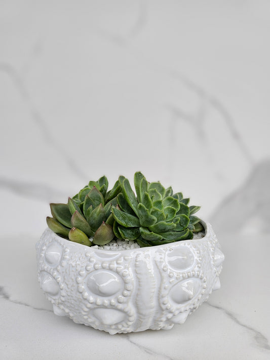 Luxury succulent arrangement in white ceramic sea urchin textured pot