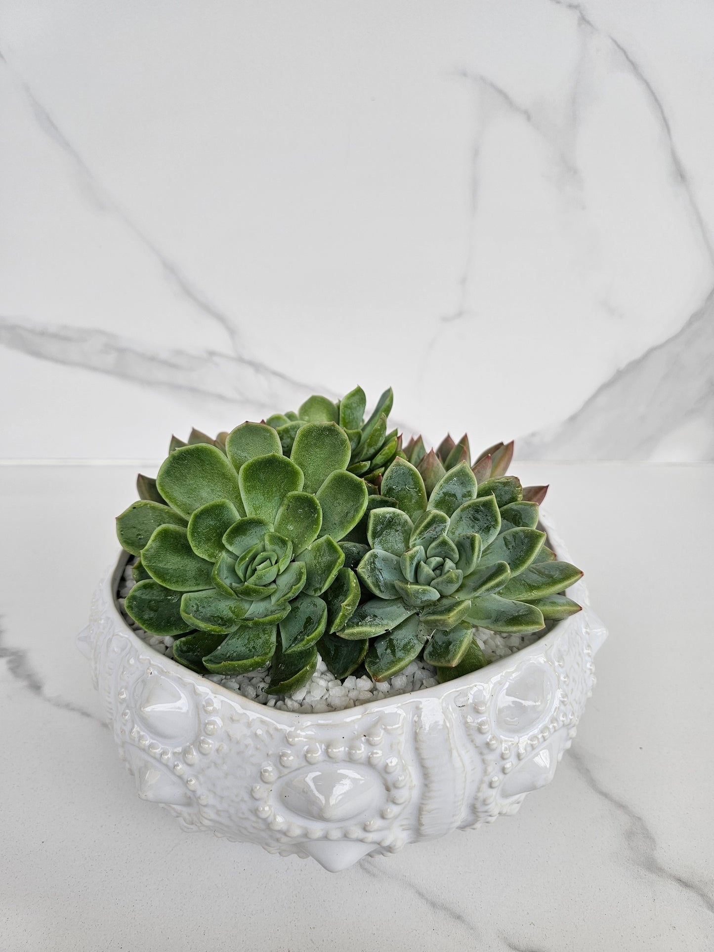Detailed view of succulent in premium white ceramic coastal planter