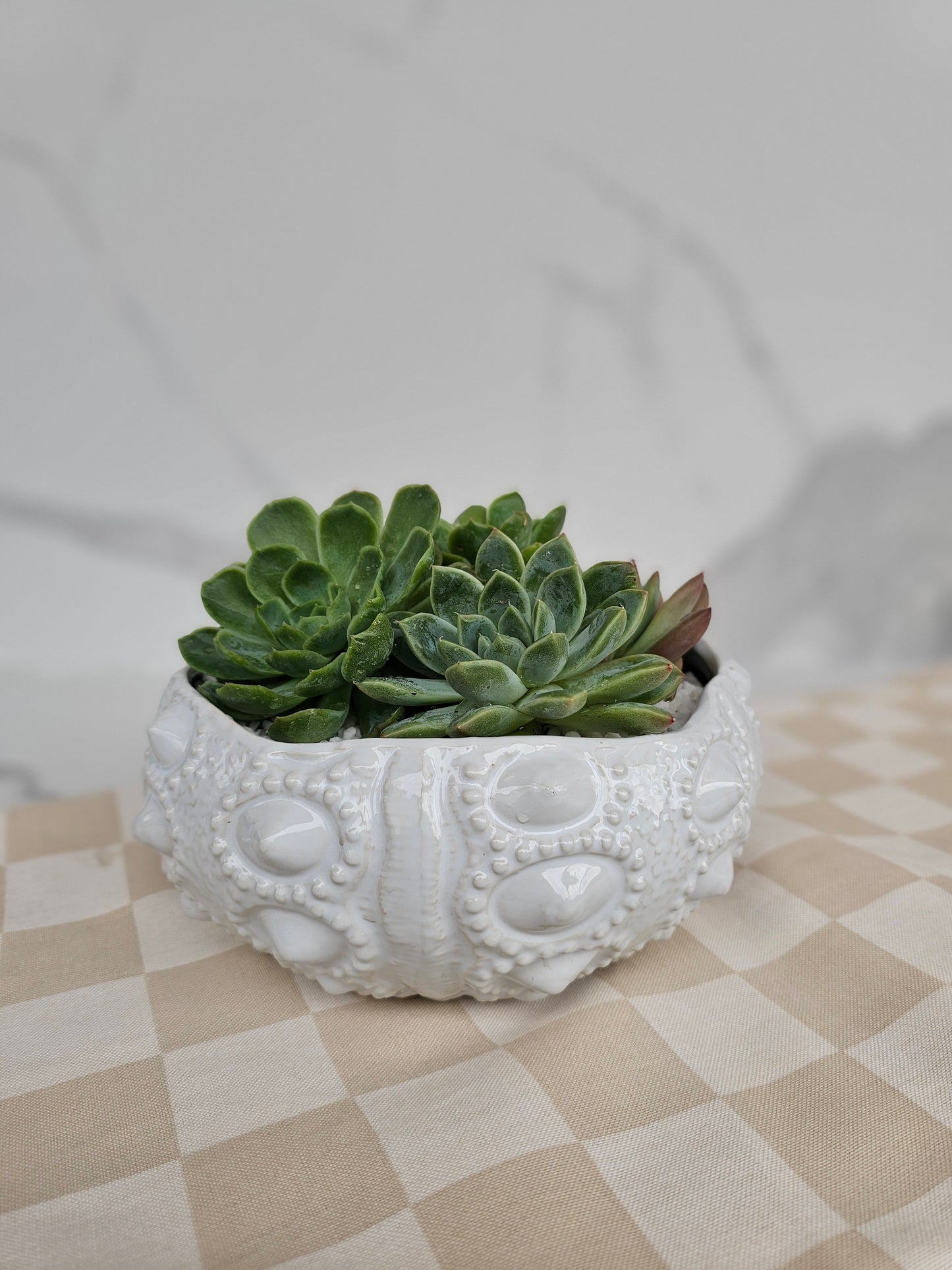 Luxury succulent arrangement in white ceramic sea urchin textured pot
