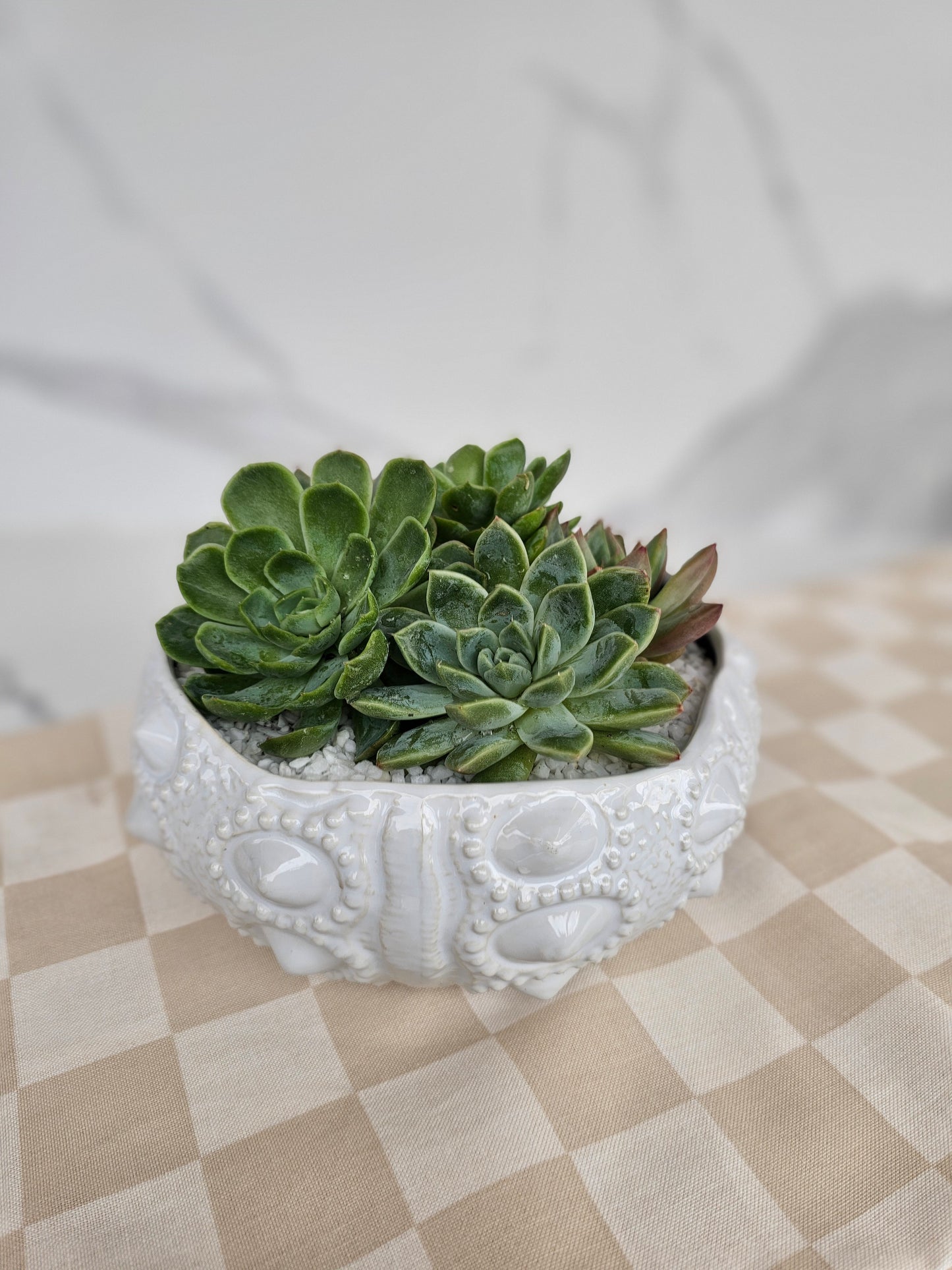 Coastal luxe live succulent in decorative sea urchin inspired planter