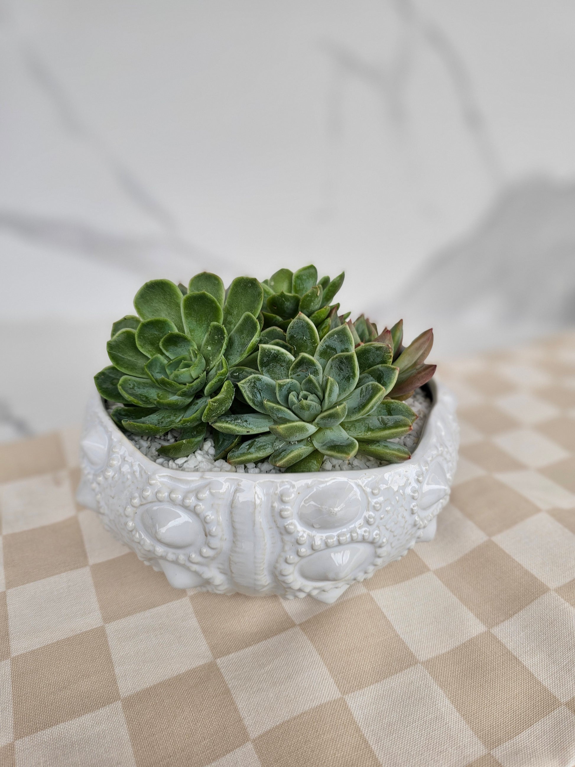 Coastal luxe live succulent in decorative sea urchin inspired planter