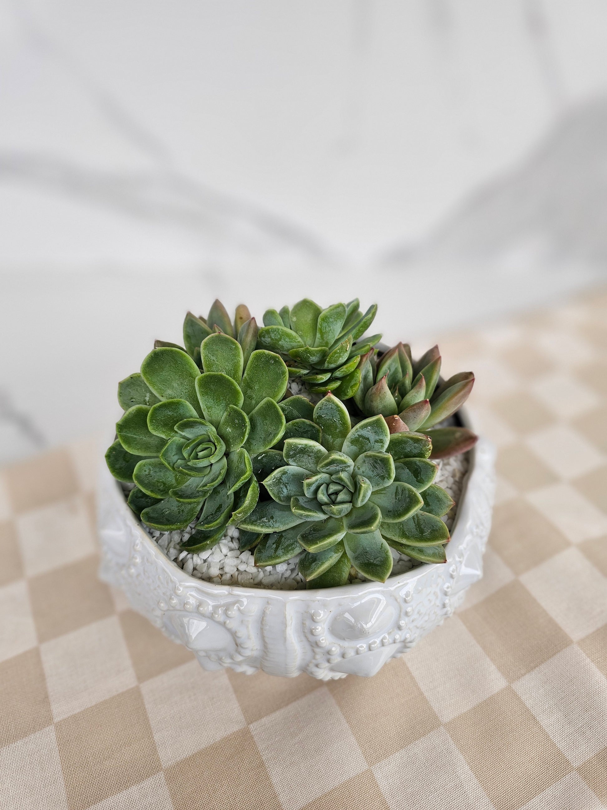 Coastal luxe live succulent in decorative sea urchin inspired planter