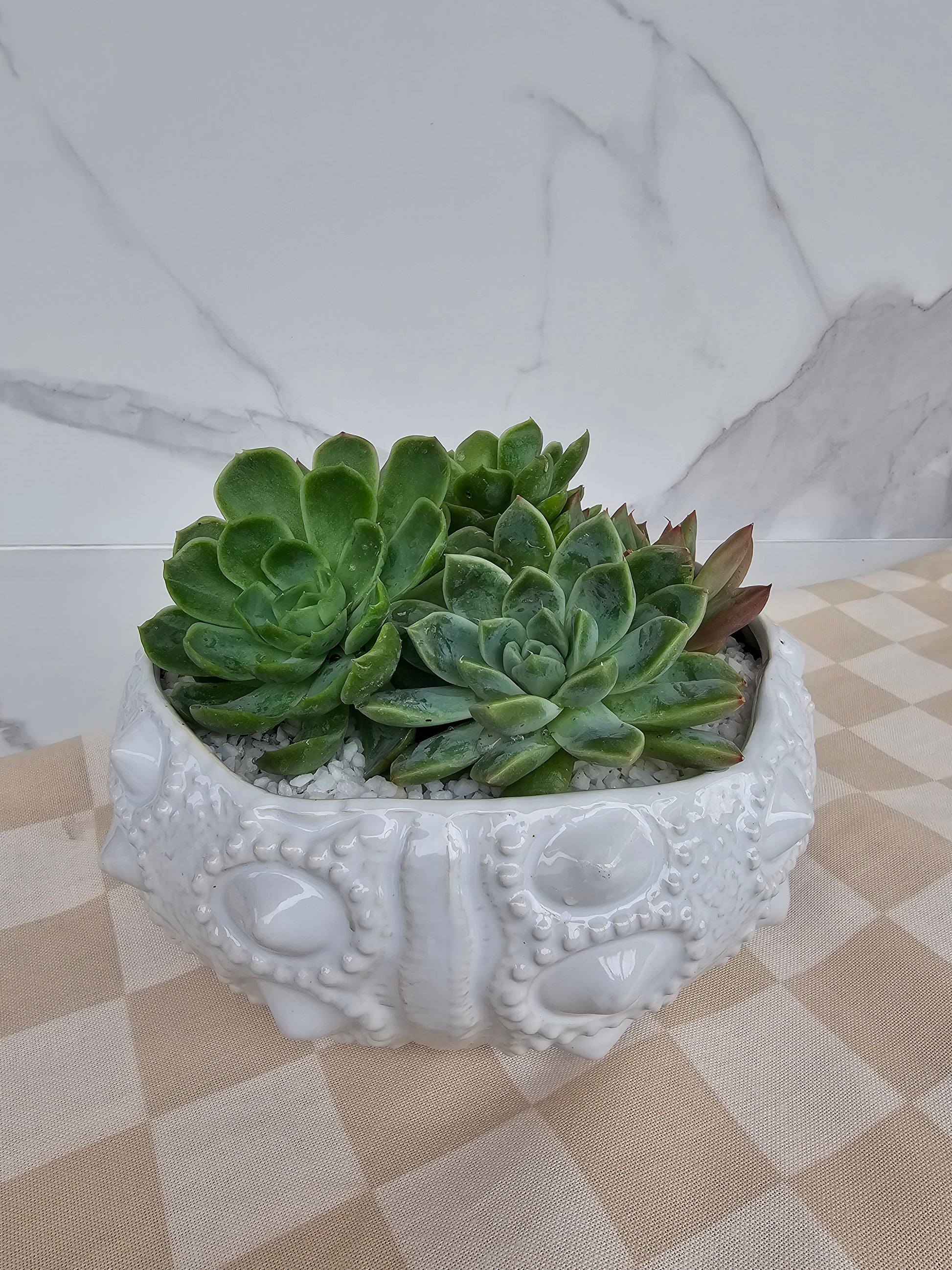 Coastal luxe live succulent in decorative sea urchin inspired planter