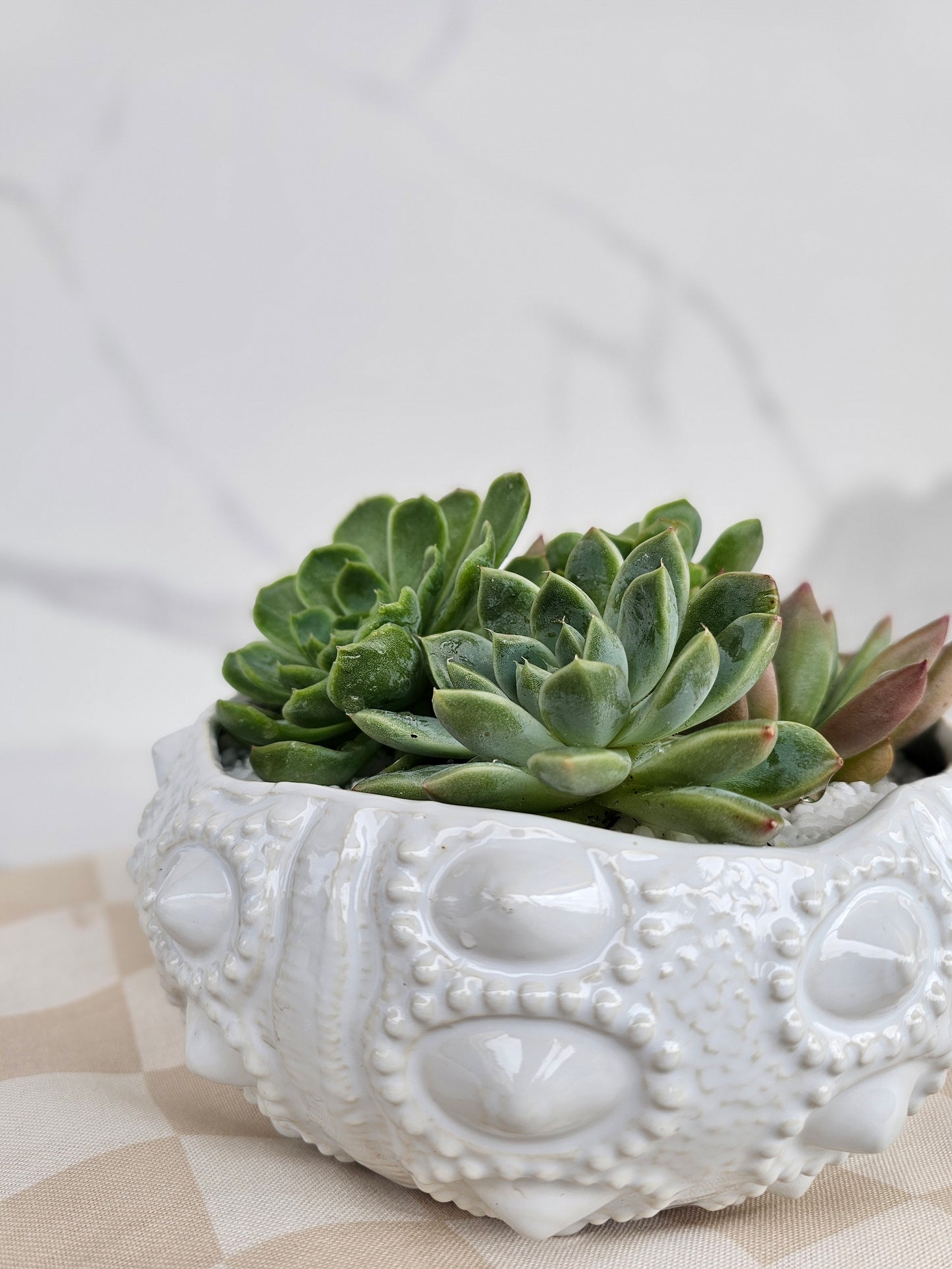 Detailed view of succulent in premium white ceramic coastal planter
