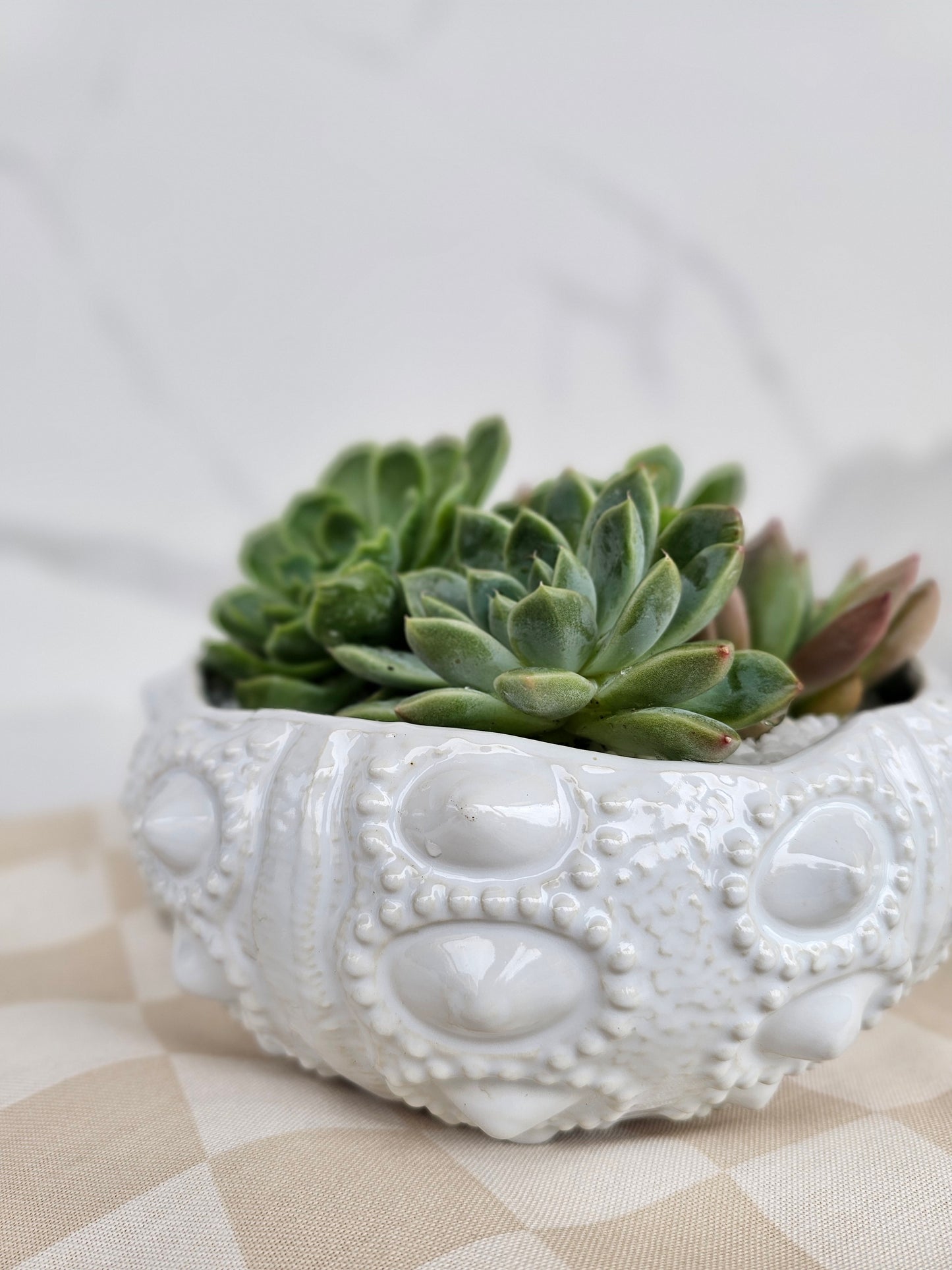 Coastal Luxe Succulent Arrangement – Live Plant in White Ceramic Sea Urchin Pot