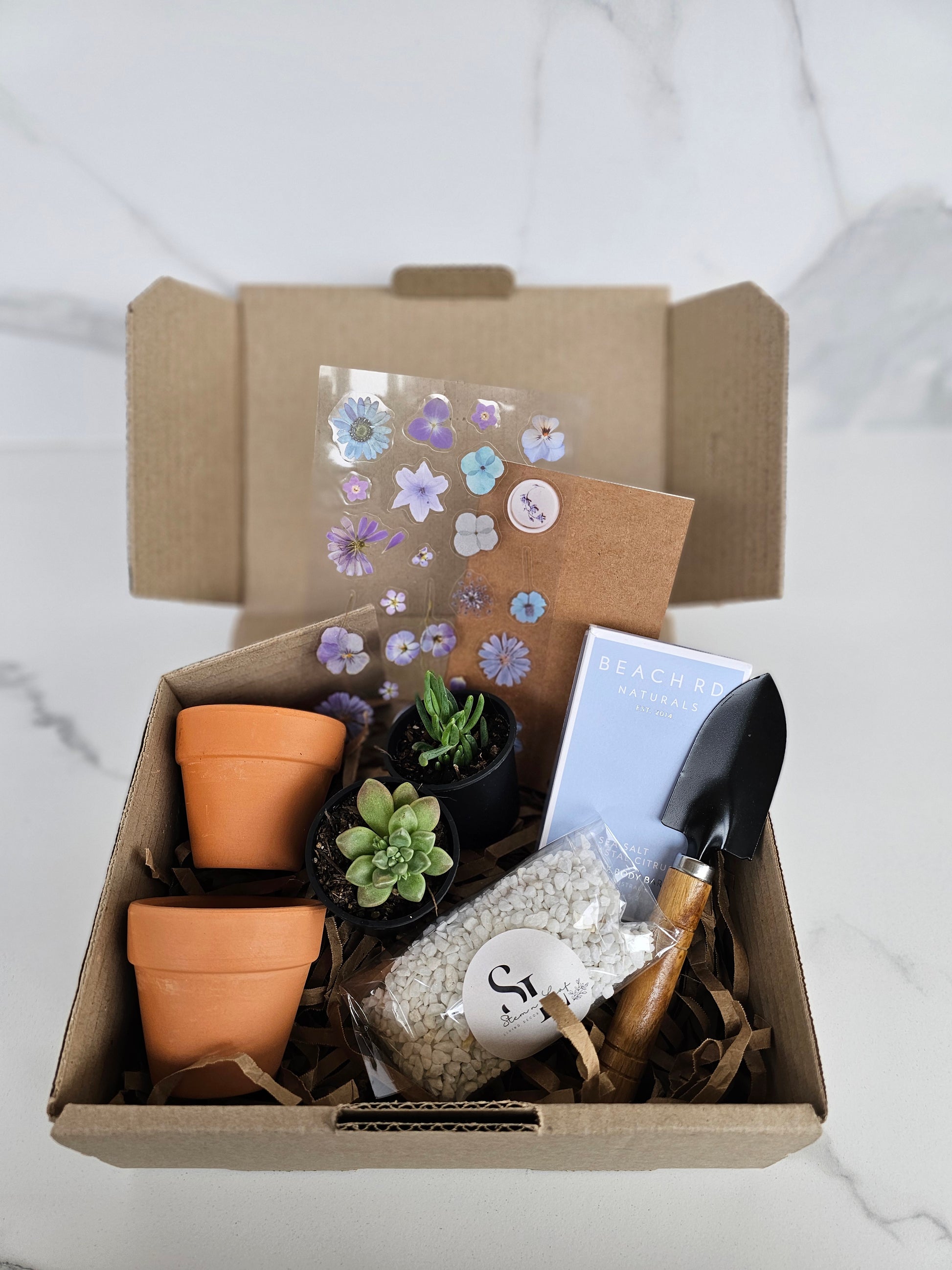 Assorted small succulents perfect for plant lovers starter kit