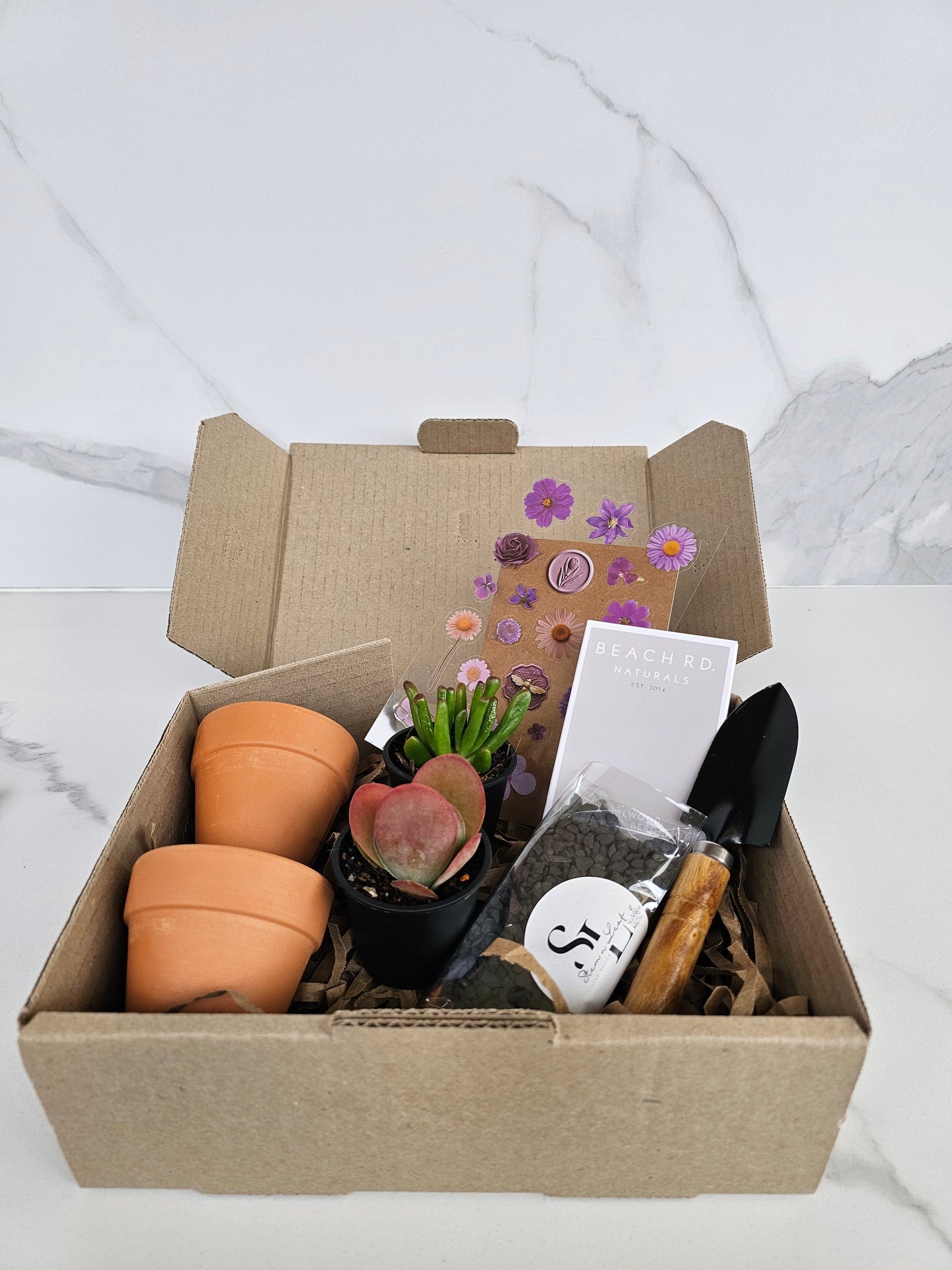 Assorted small succulents perfect for plant lovers starter kit