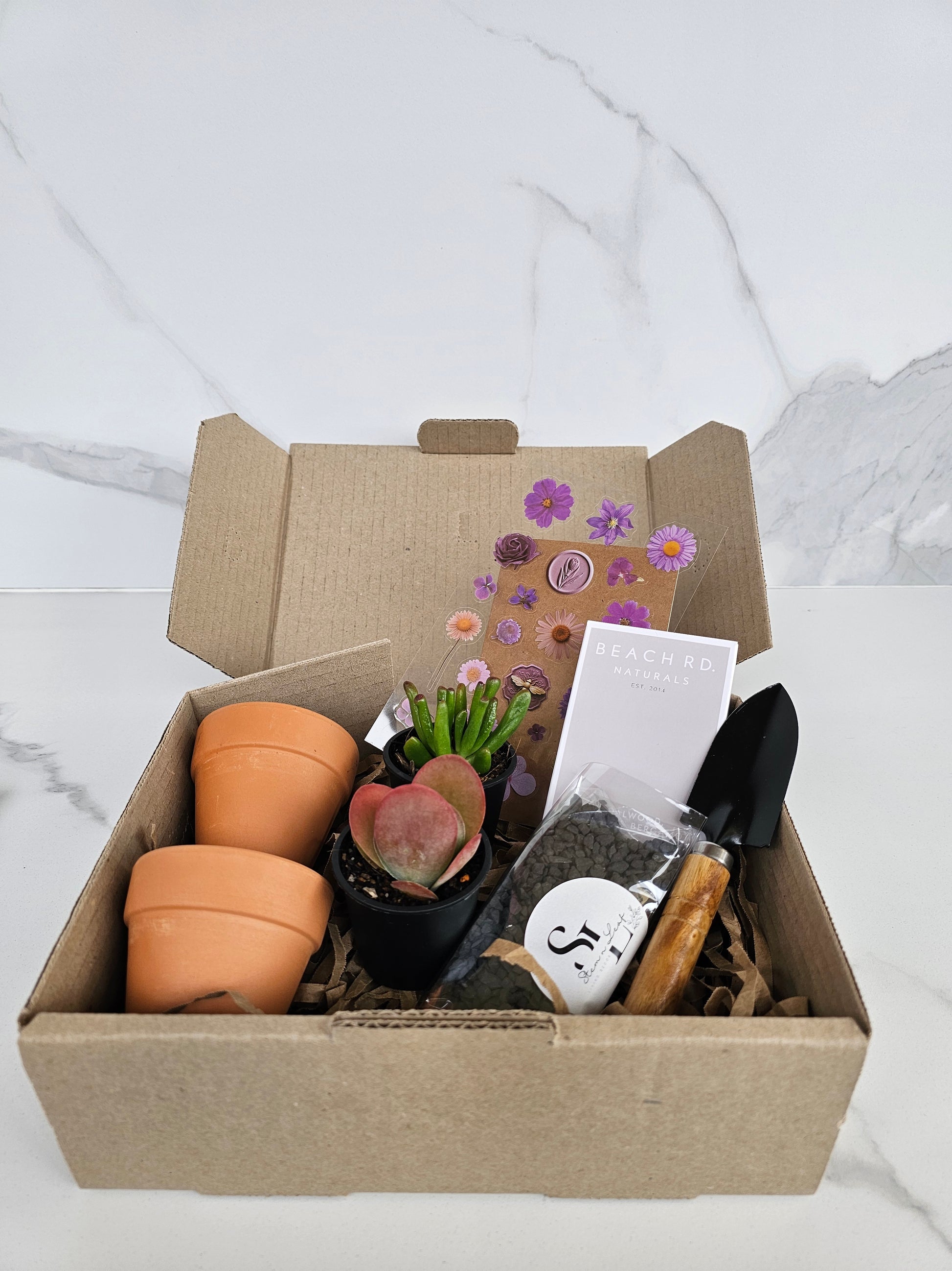 Assorted small succulents perfect for plant lovers starter kit