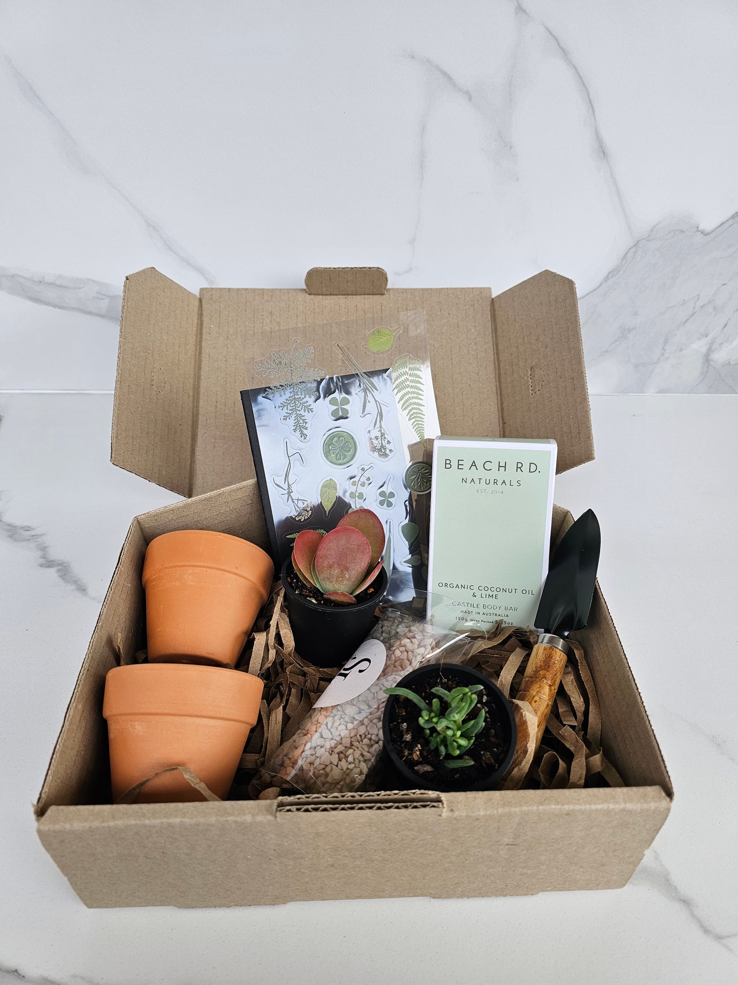 Assorted small succulents perfect for plant lovers starter kit