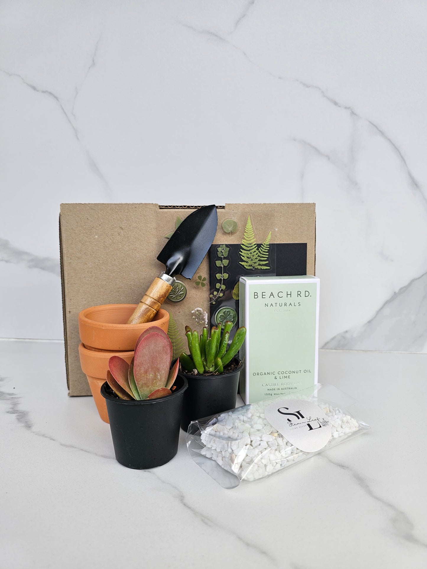 Beginner-friendly succulent collection in individual pots for gifting