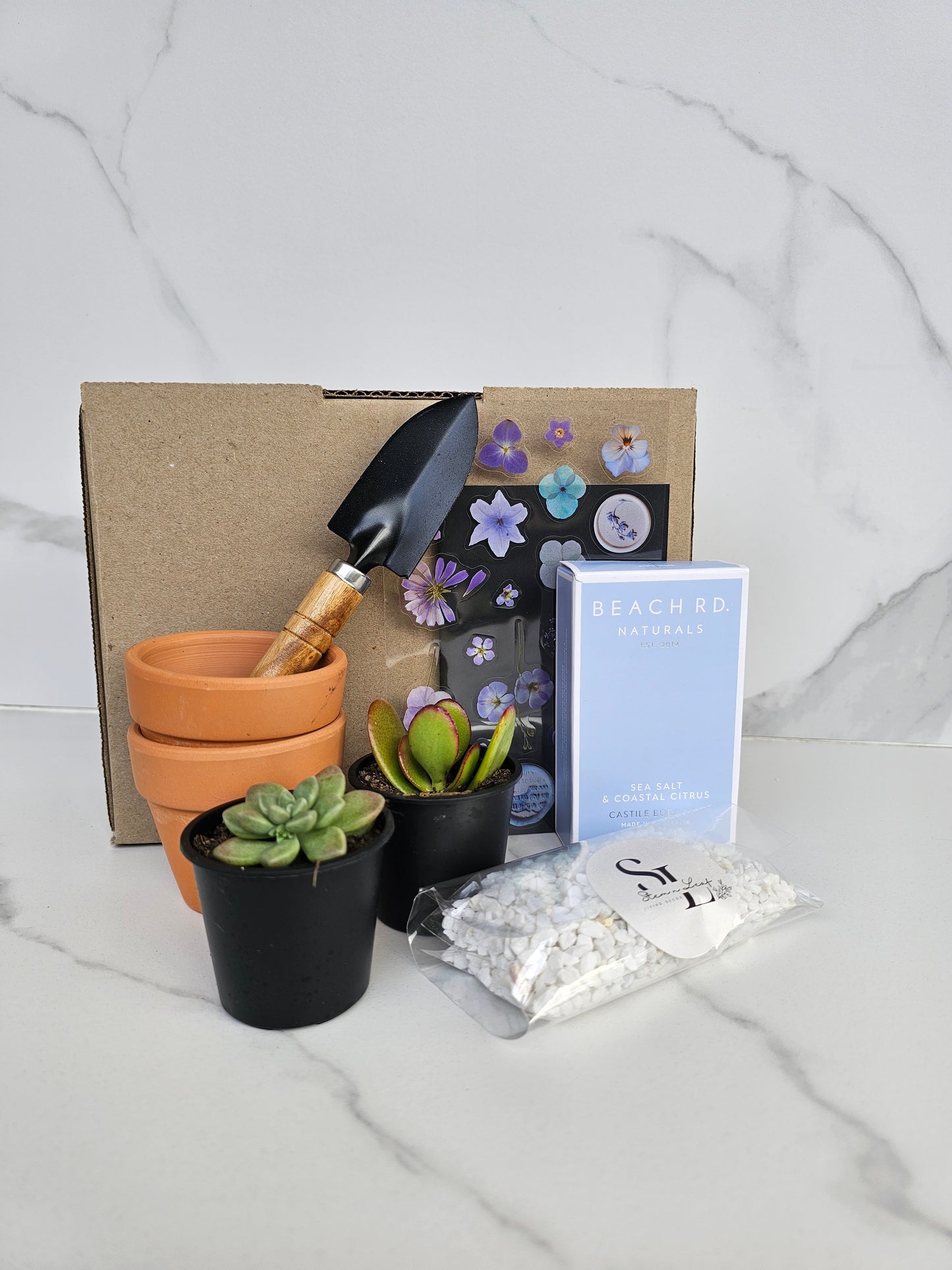 Beginner-friendly succulent collection in individual pots for gifting