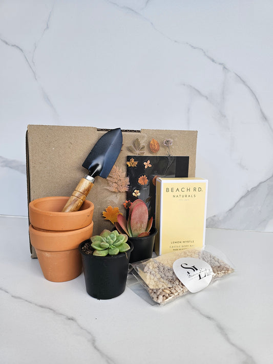 Complete succulent starter gift set with multiple small potted plants