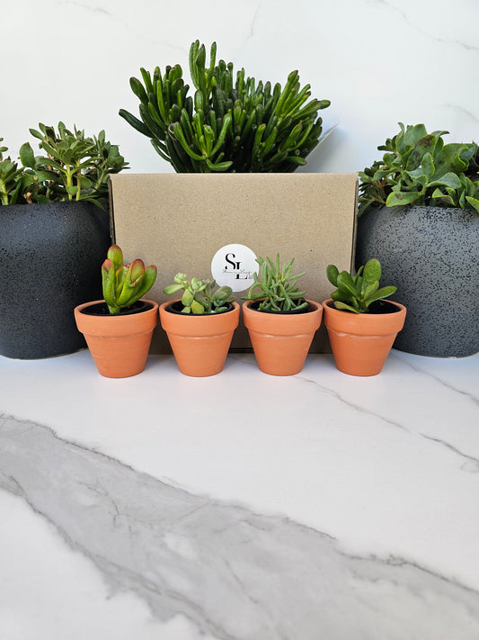 4-Pack Mini Terracotta Succulent Gift Set