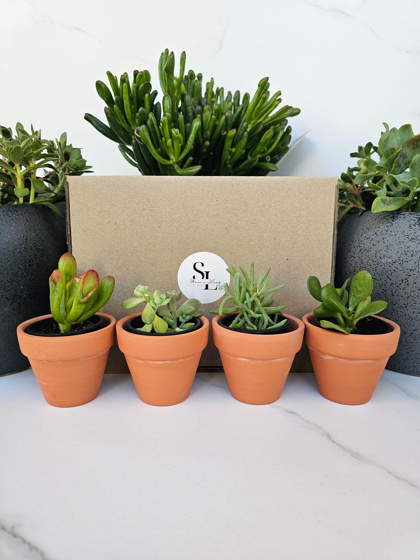 4-Pack Mini Terracotta Succulent Gift Set