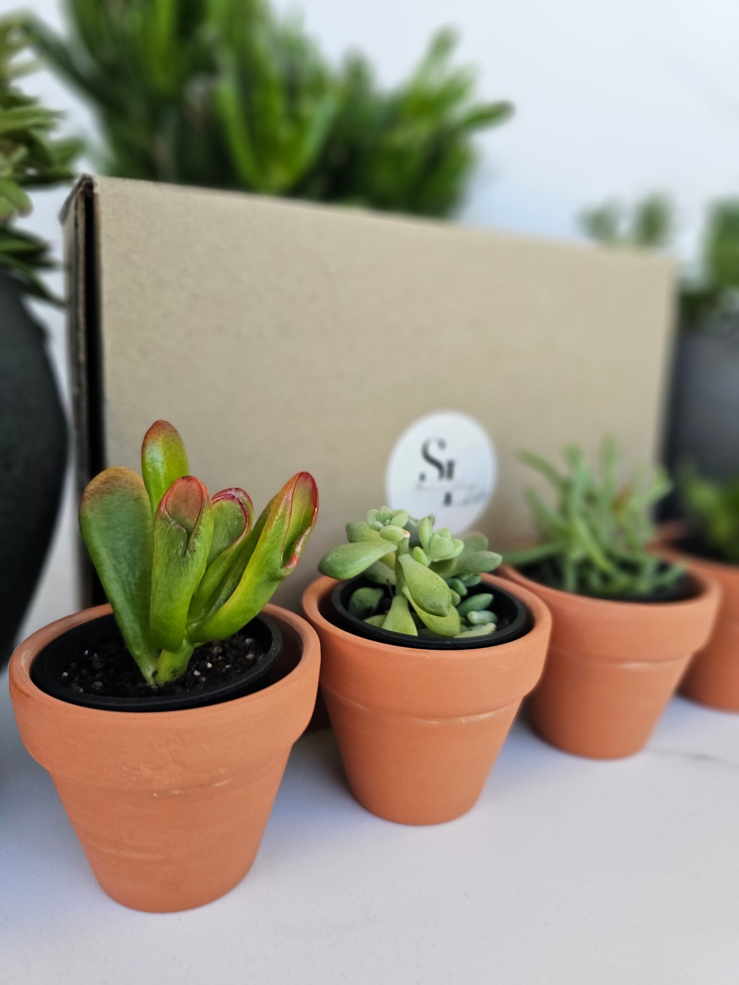 4-Pack Mini Terracotta Succulent Gift Set