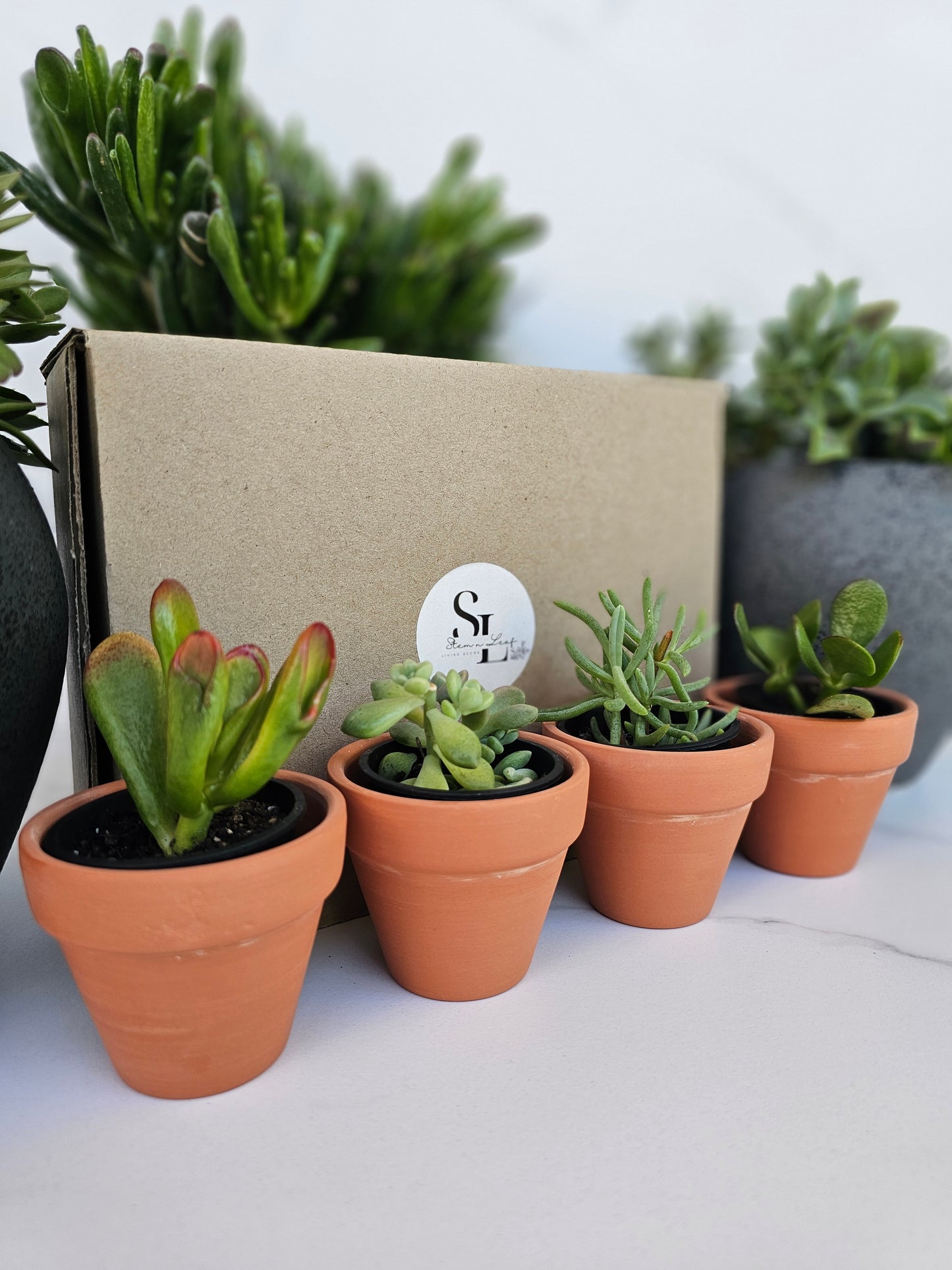 4-Pack Mini Terracotta Succulent Gift Set