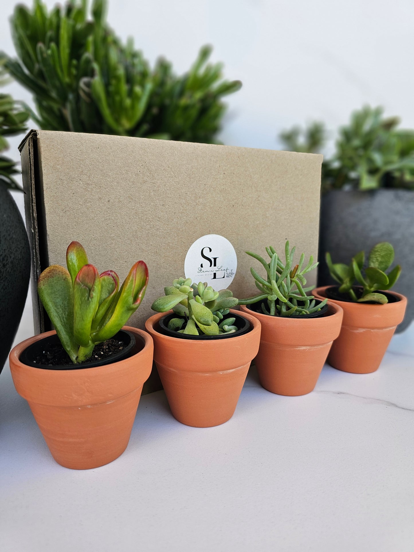 4-Pack Mini Terracotta Succulent Gift Set