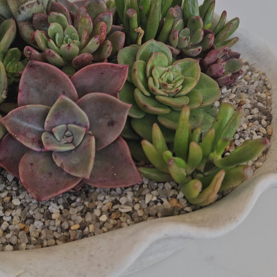 Close-up of succulent varieties in organic shell-shaped planter