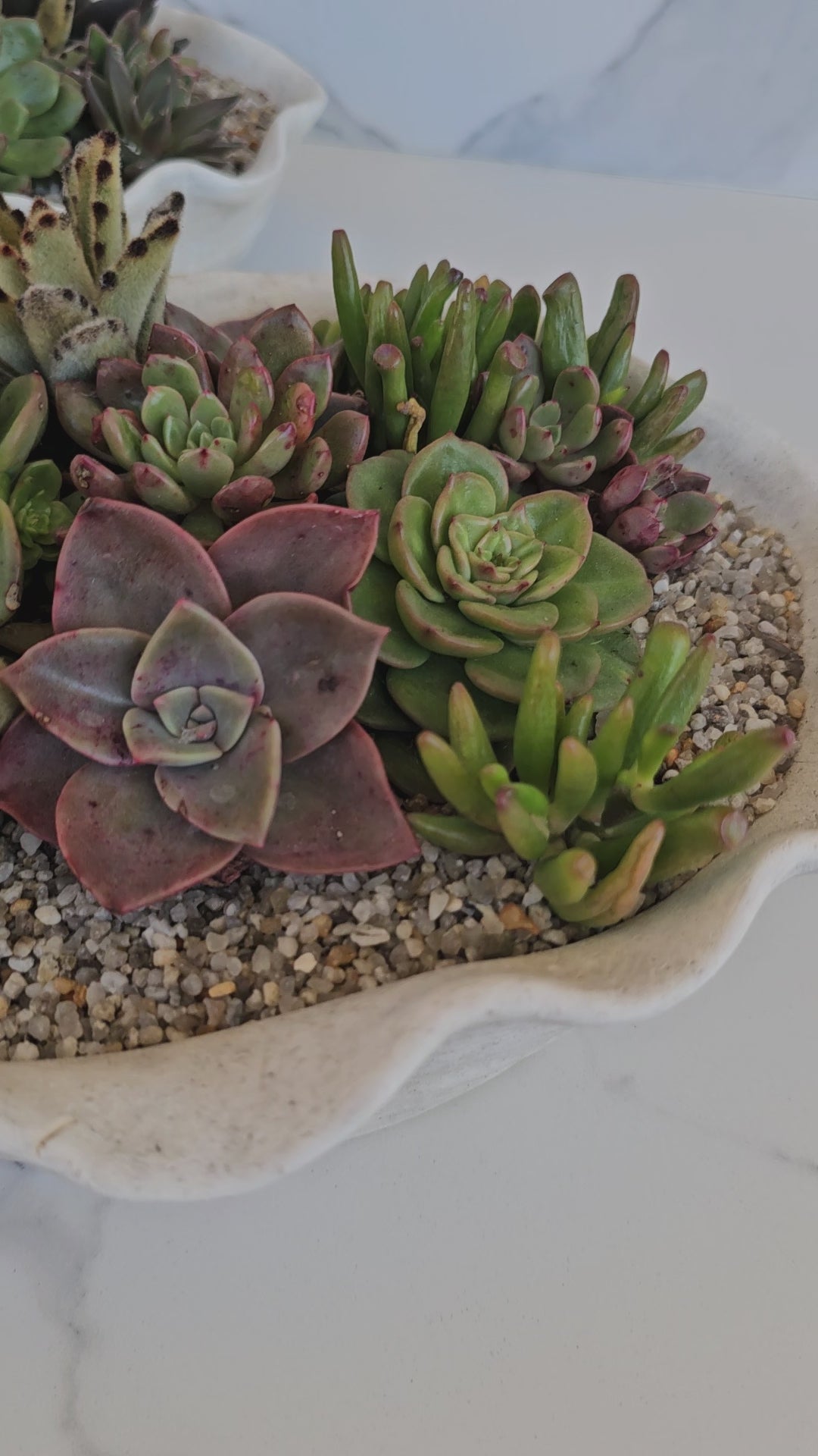 Close-up of succulent varieties in organic shell-shaped planter