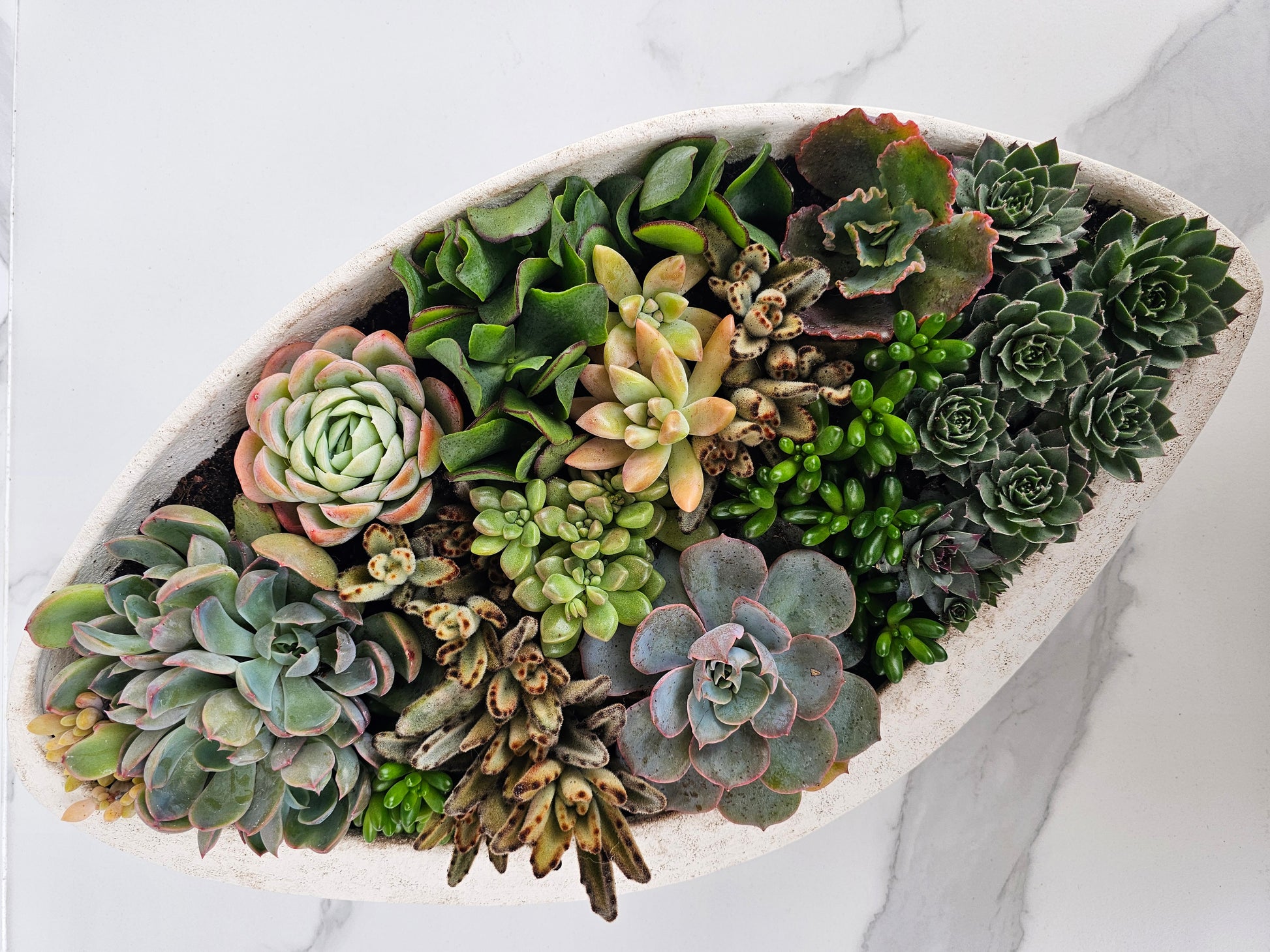 Live succulent in stylish elliptical white ceramic container for modern interiors