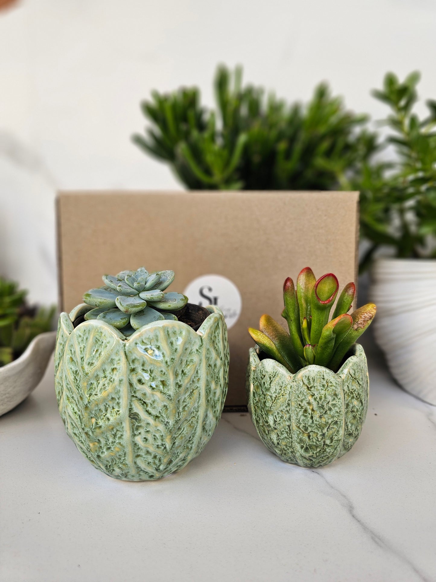 Succulent Gift Set Box | Sage Green Ceramic Pots & Hand Care Gift
