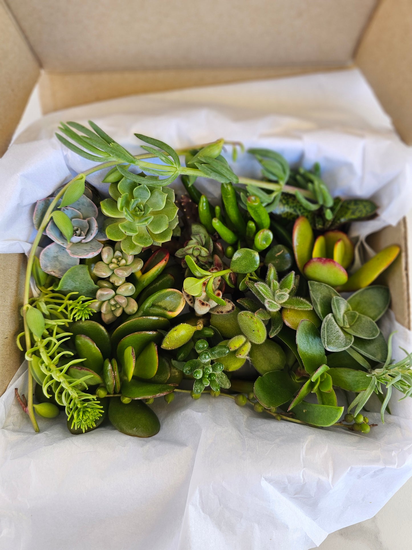 Collection of succulents in a box with white tissue paper