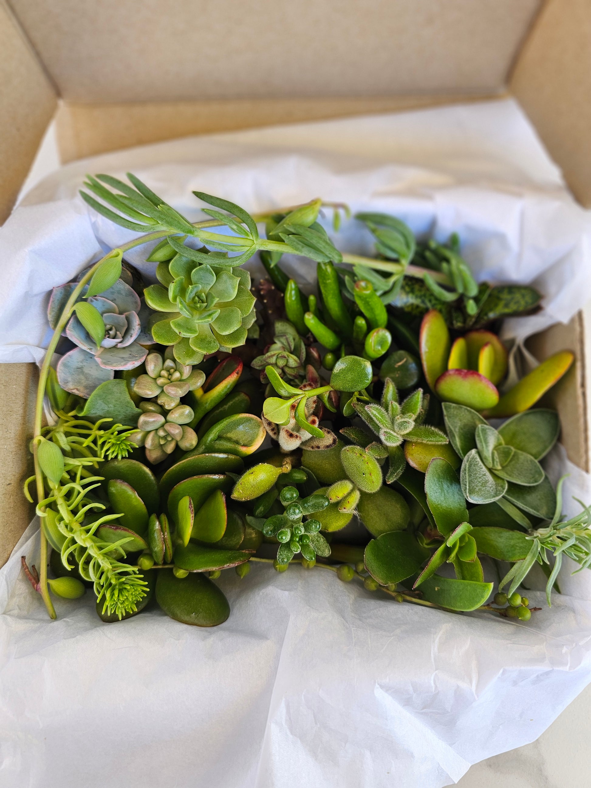 Collection of succulents in a box with white tissue paper