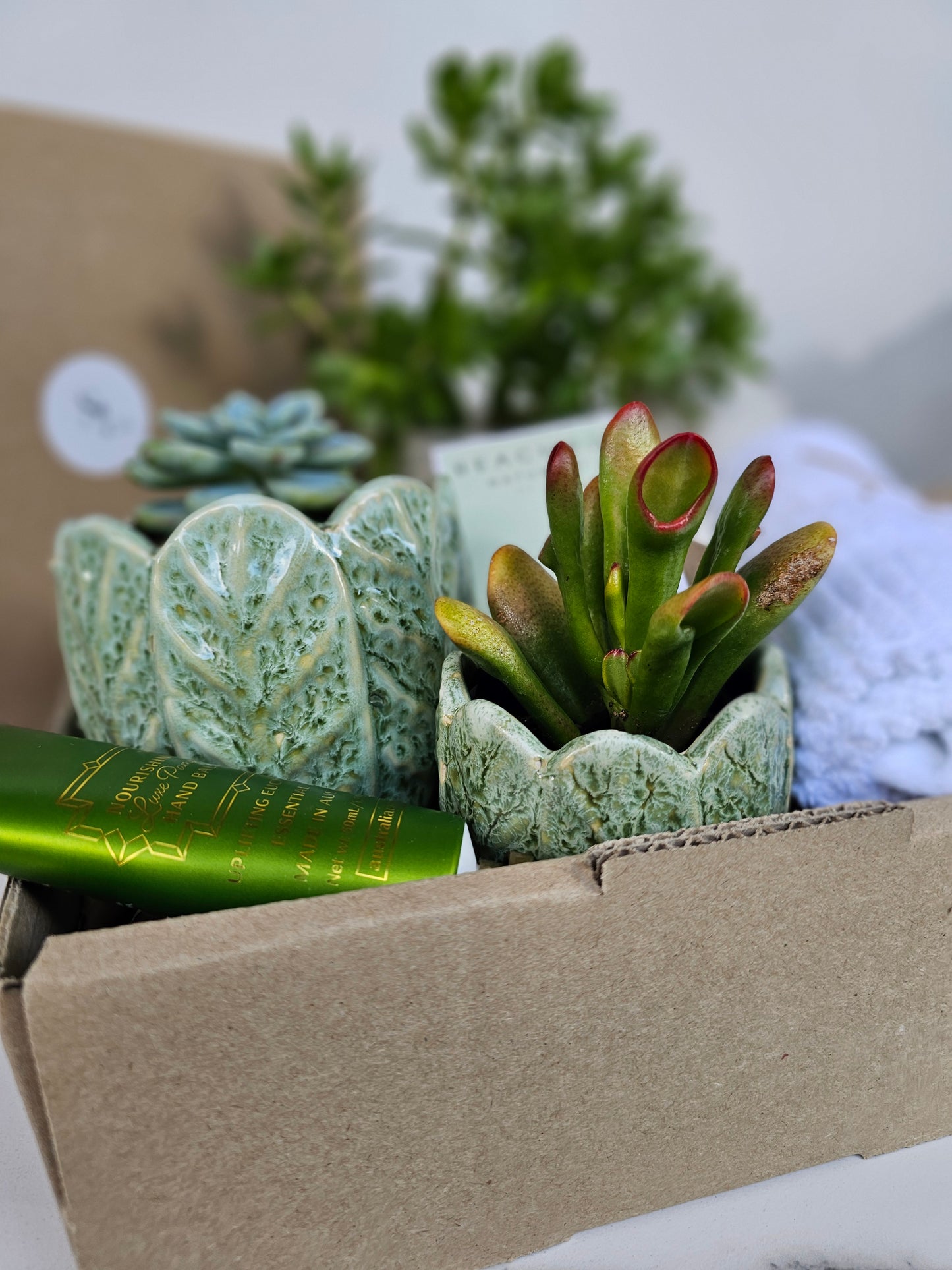 Succulent Gift Set Box | Sage Green Ceramic Pots & Hand Care Gift
