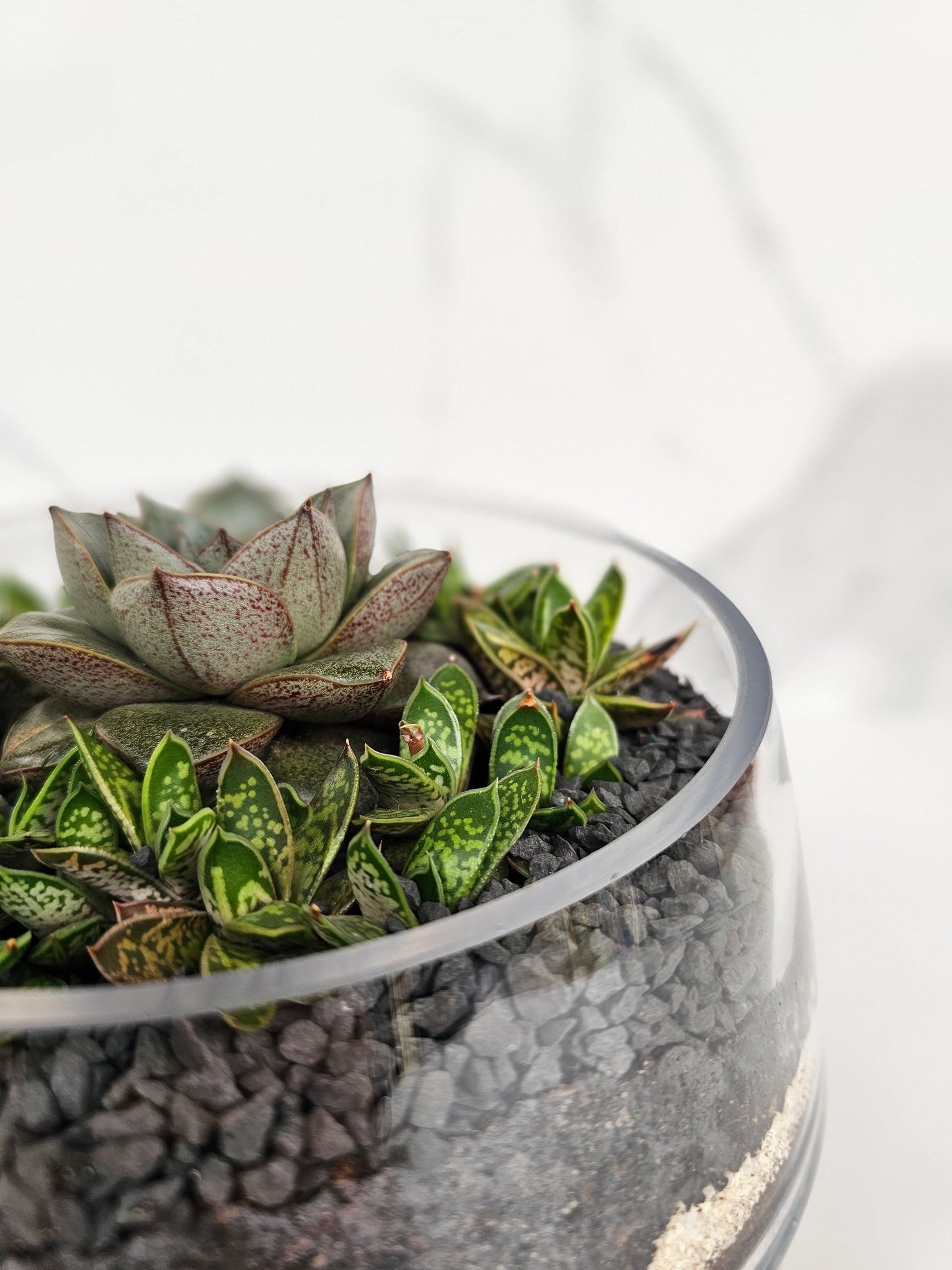 Close-up of colorful sempervivum varieties in modern glass planter