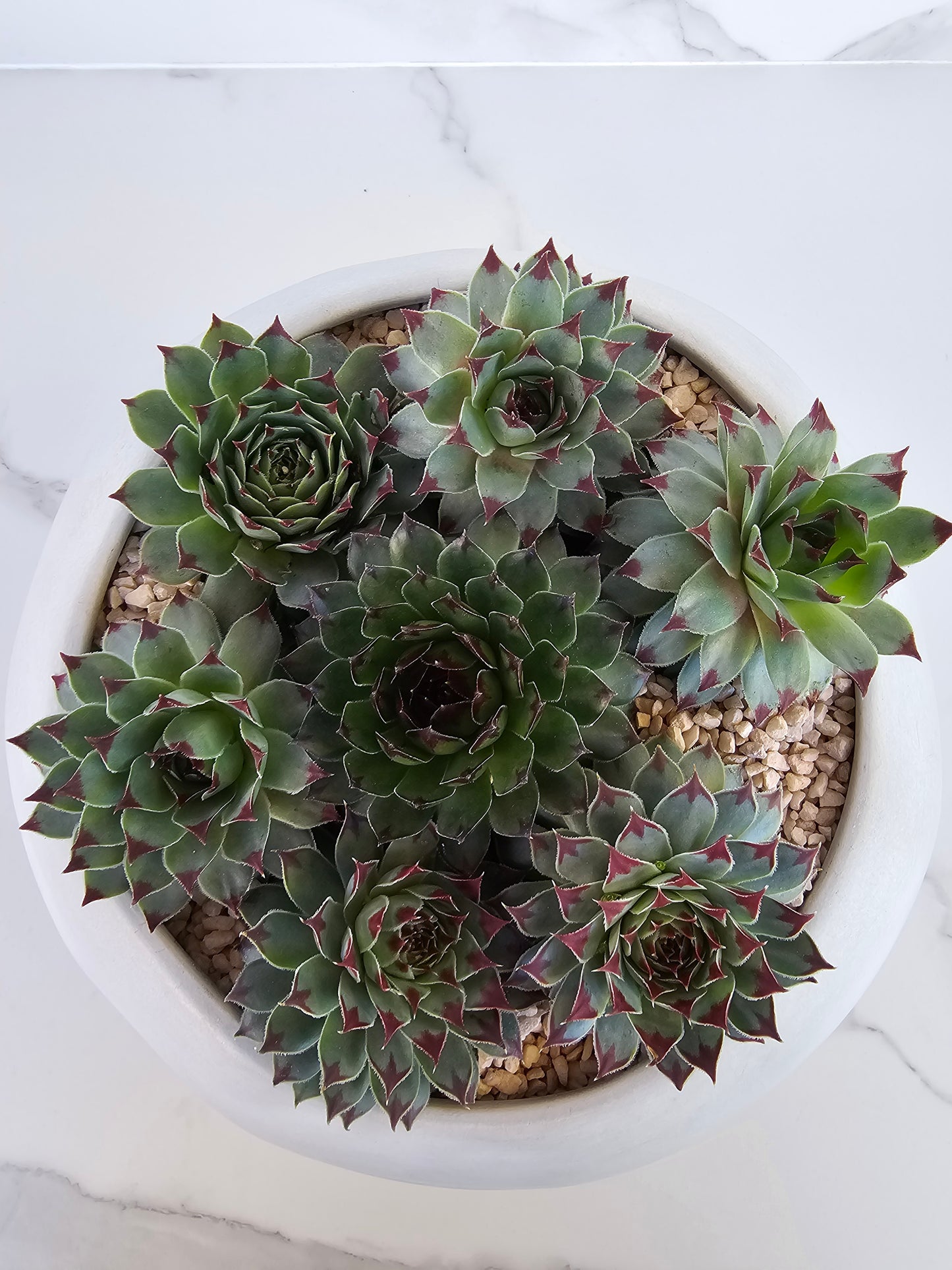 Round sempervivum succulent arrangement
