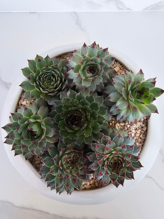 Round sempervivum succulent arrangement