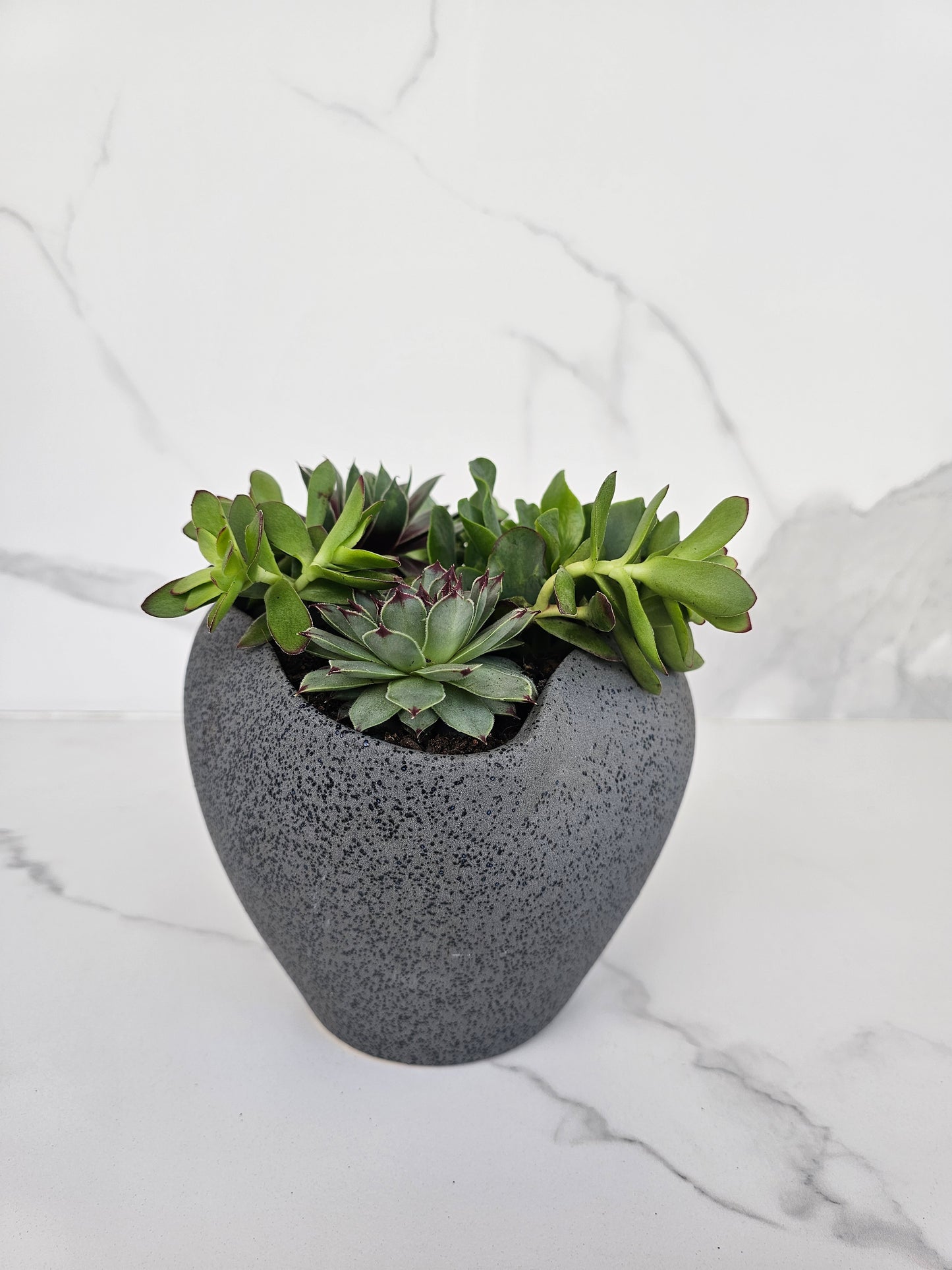 Live succulent in sleek grey ceramic planter perfect for modern homes