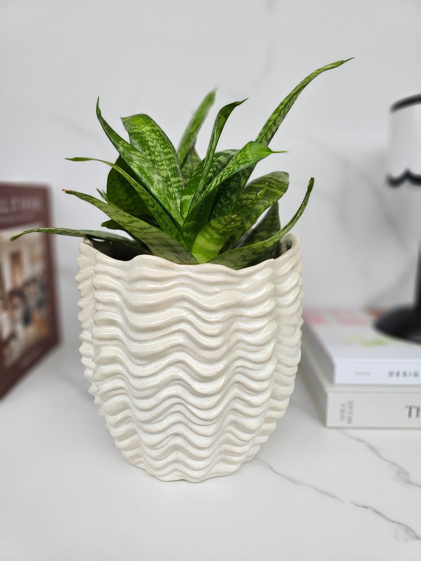 Sansevieria Hahnii in Textured White Ceramic Pot Ready-to-Display Indoor Plant