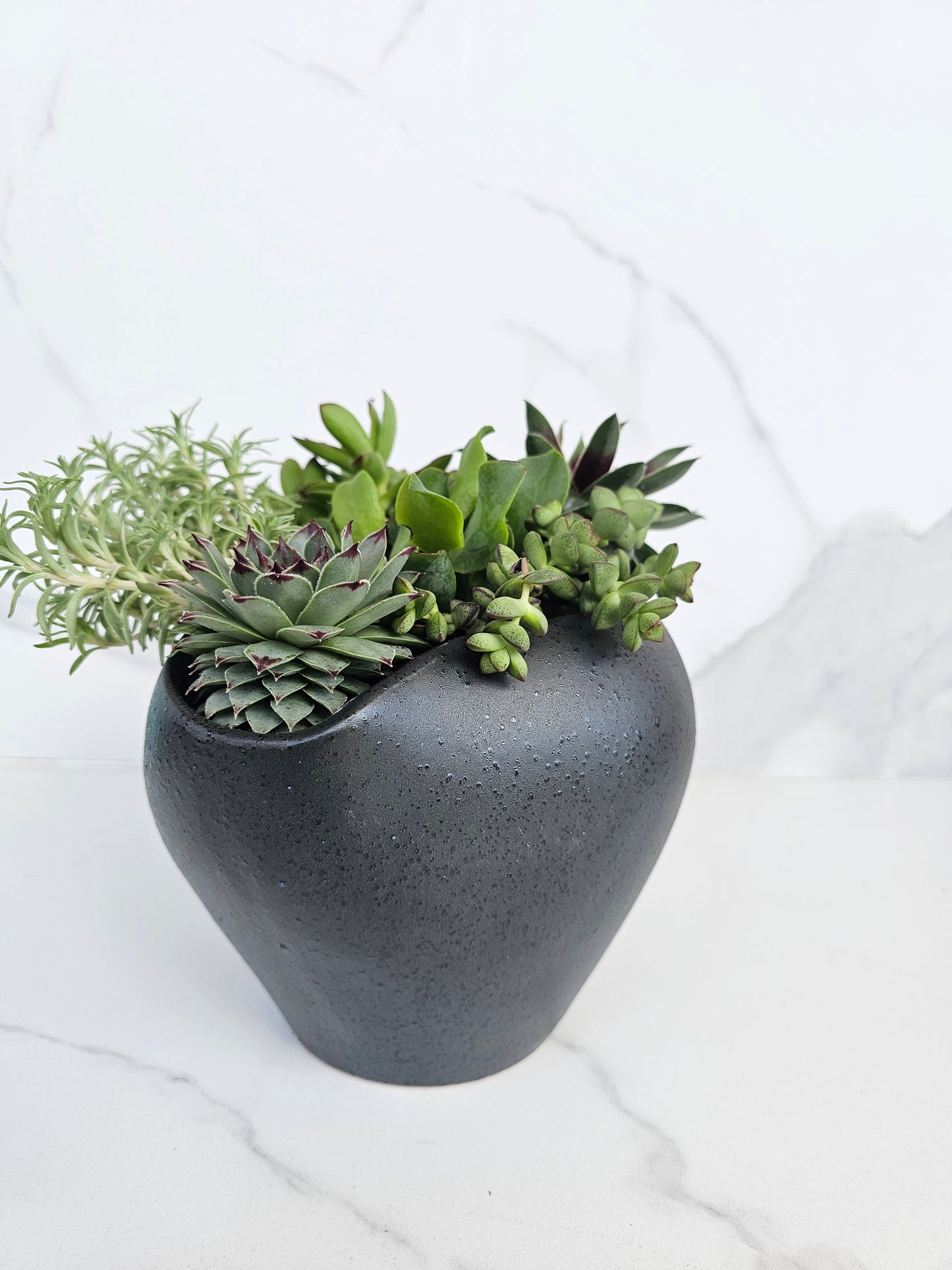 Modern minimalist succulent arrangement in black ceramic pot for contemporary decor