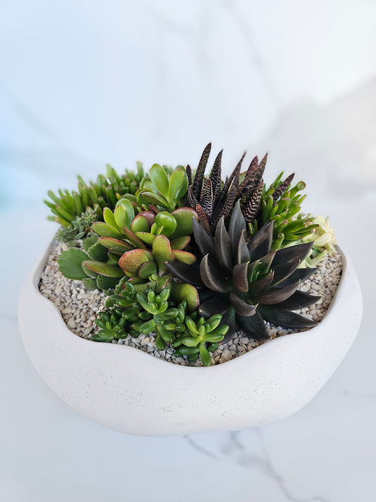 Large neutral round bowl with live succulent arrangement as modern centerpiece