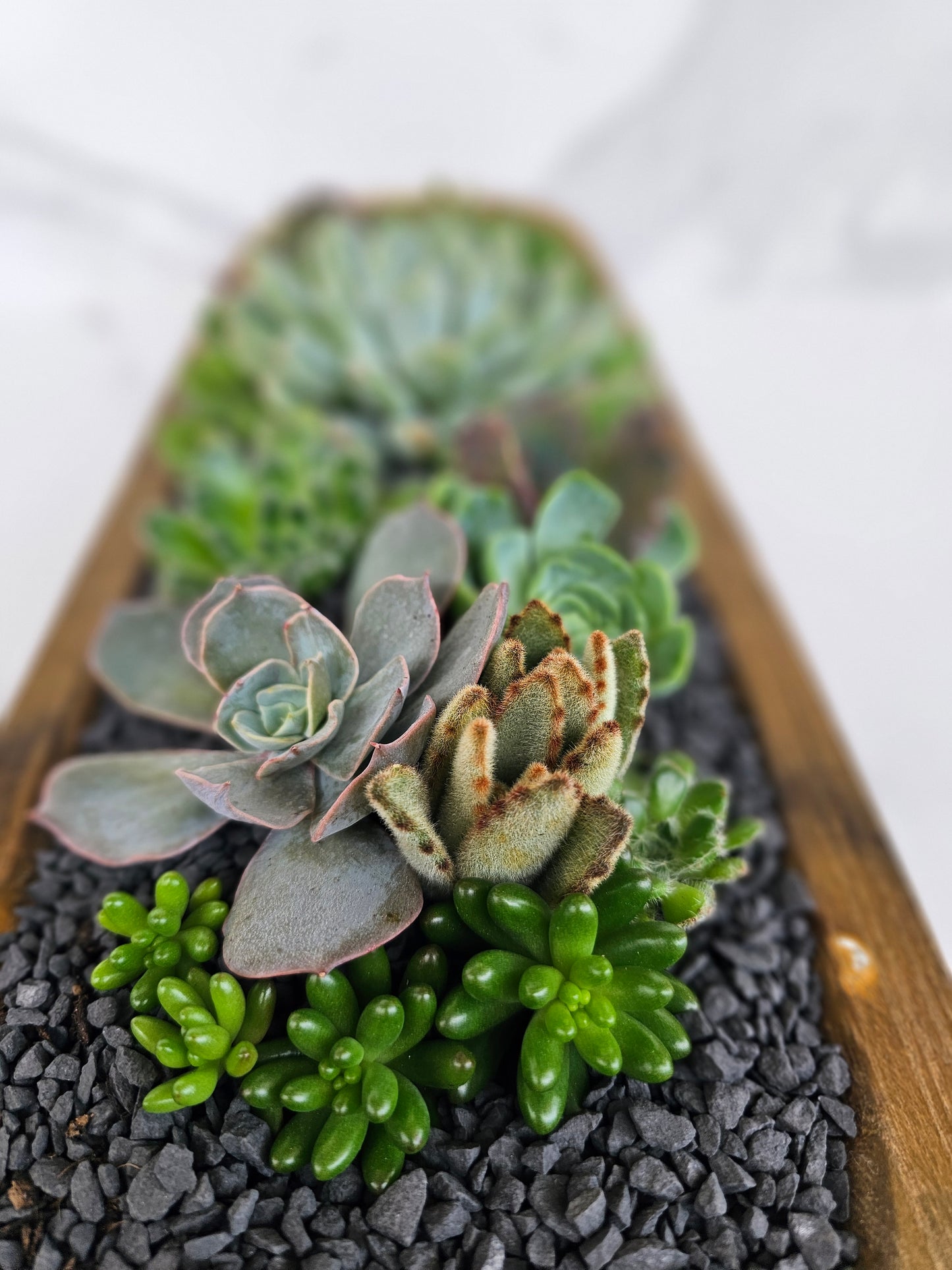 Rustic wooden trough succulent arrangement perfect for indoor plant display