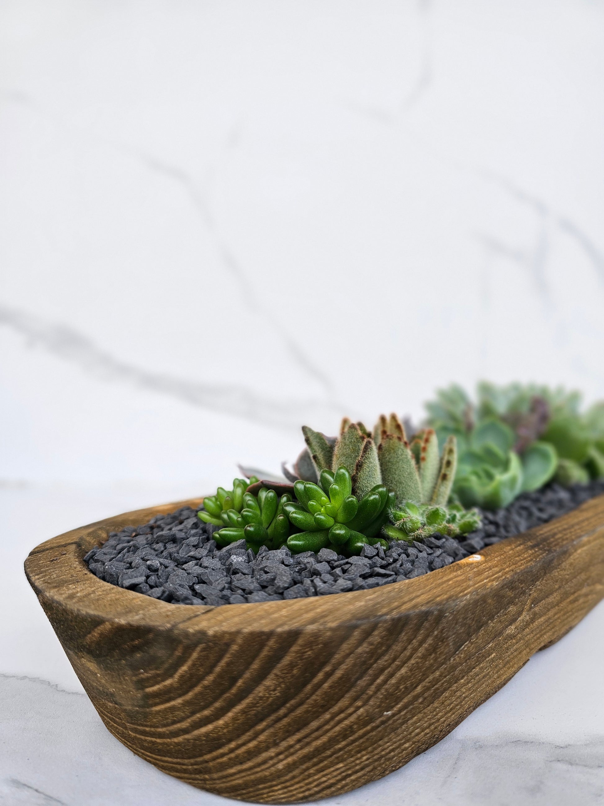 Natural wood trough planter with healthy succulent varieties