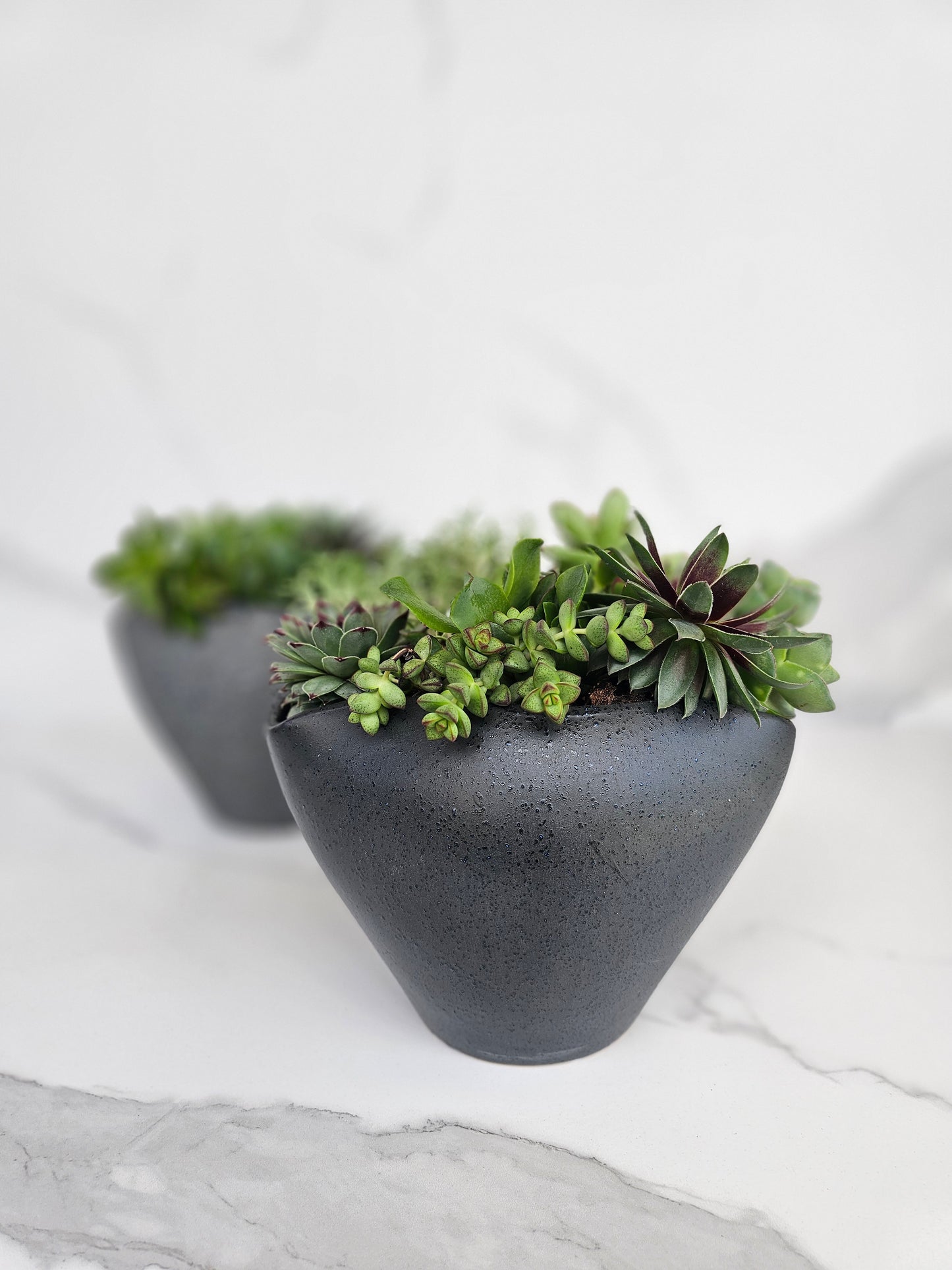 Modern minimalist succulent arrangement in black ceramic pot for contemporary decor