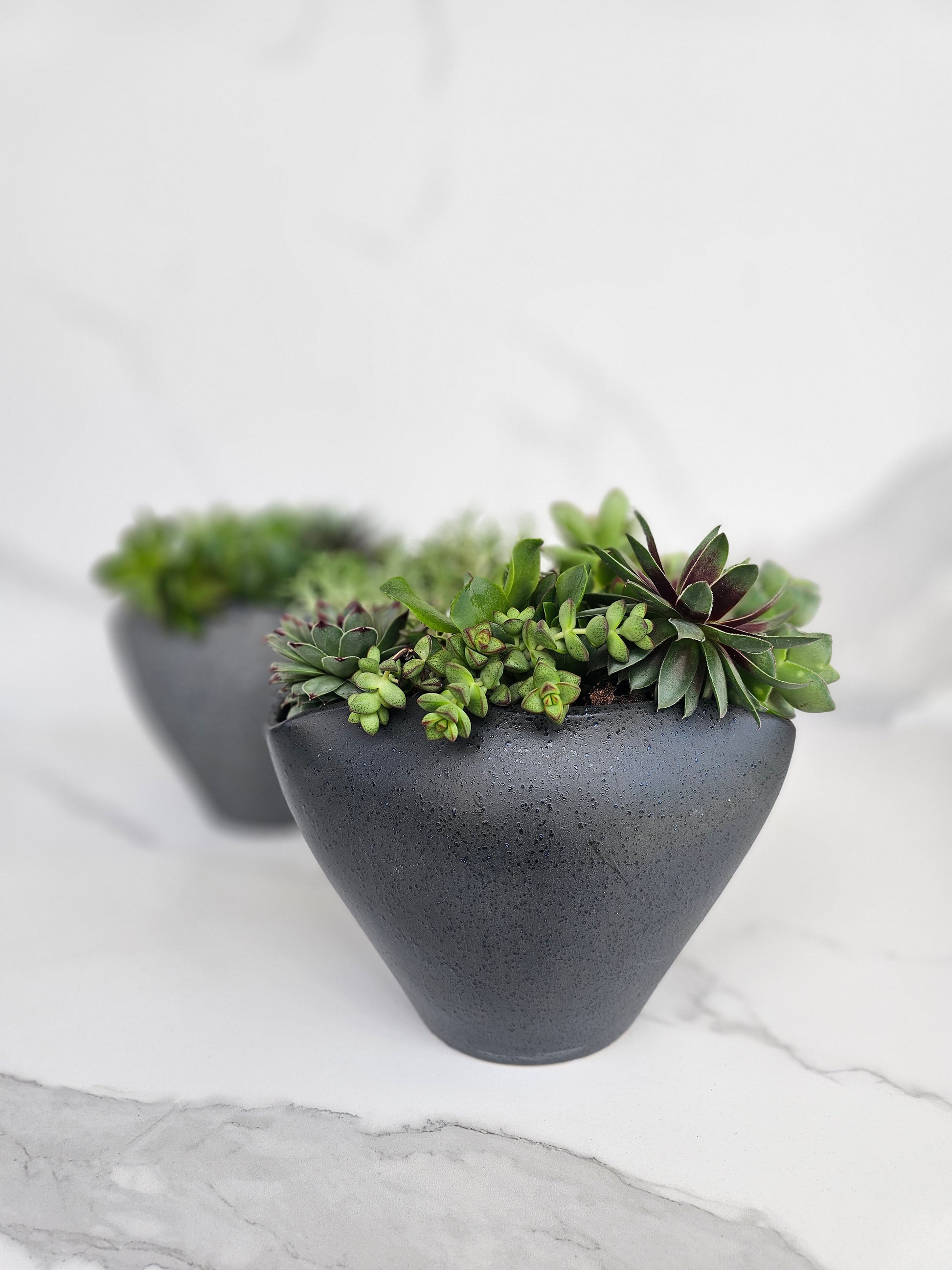 Modern minimalist succulent arrangement in black ceramic pot for contemporary decor