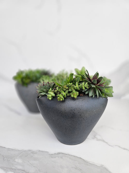Modern minimalist succulent arrangement in black ceramic pot for contemporary decor