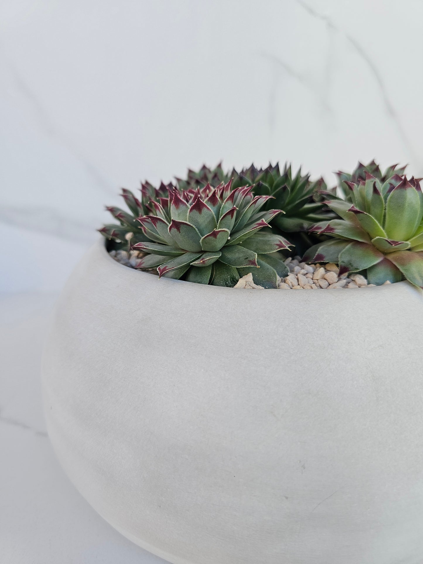 Round sempervivum succulent arrangement