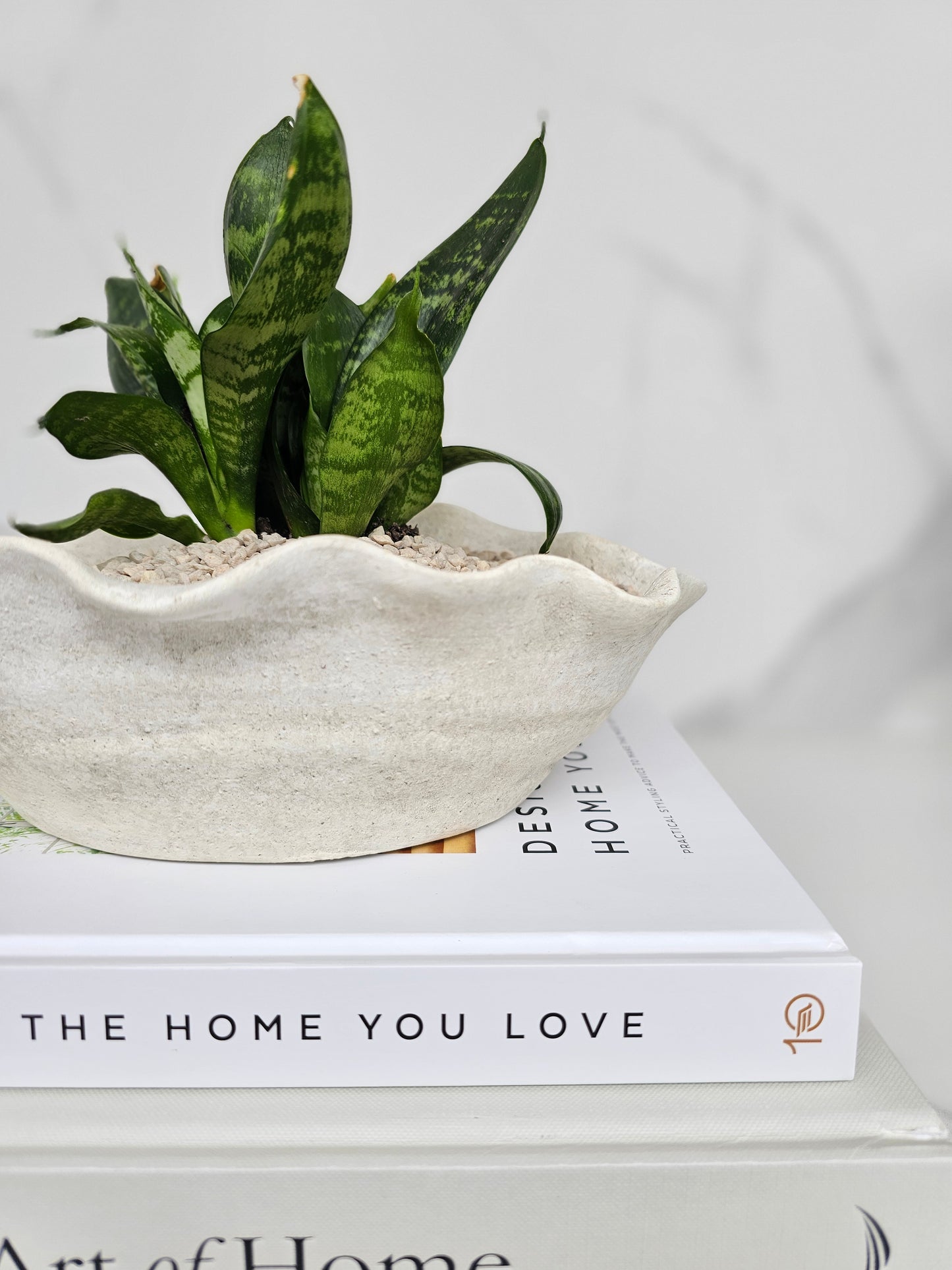 Sculptural Snake Plant in Stone Bowl Planter Ready-to-Display Indoor Plant